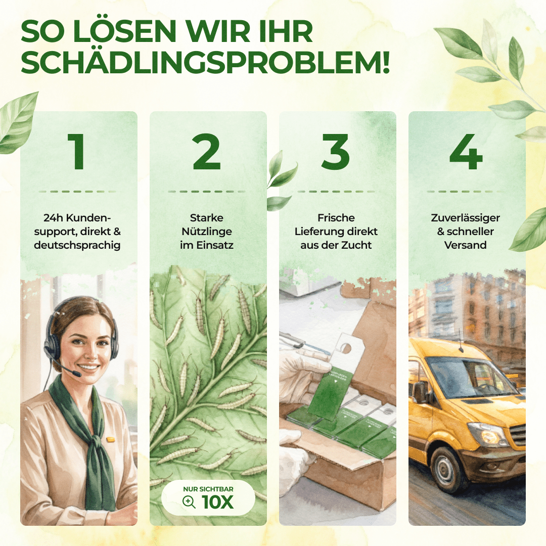 green-guardia-florfliegeneier-n-tzlinge-1-karte-blattl-use image 7