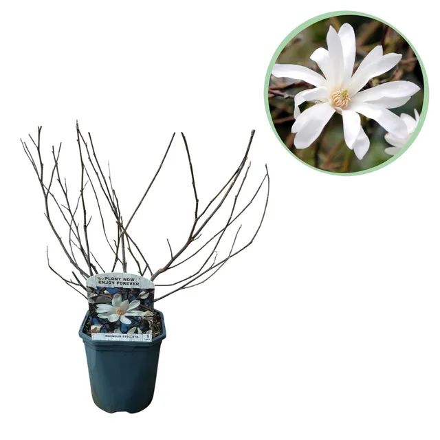 green-guardia-magnolia-stellata-zierstrauch-wei-45-cm image 1