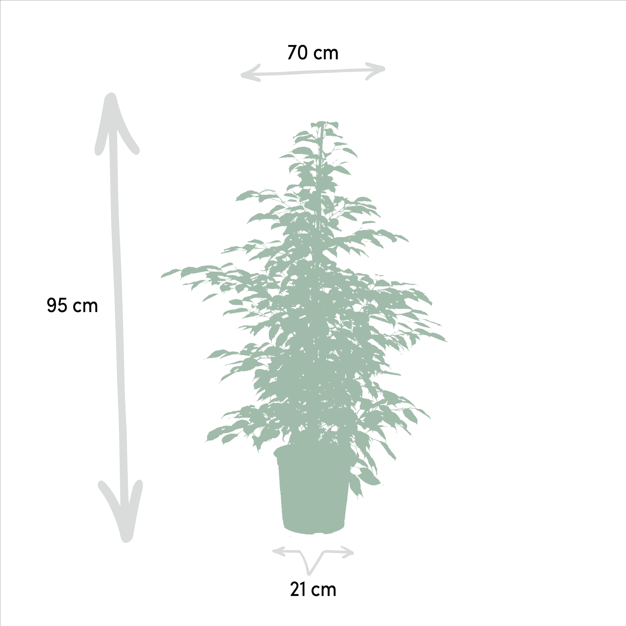green-guardia-ficus-zimmerpflanzen-set-3x-21cm-95cm image 3