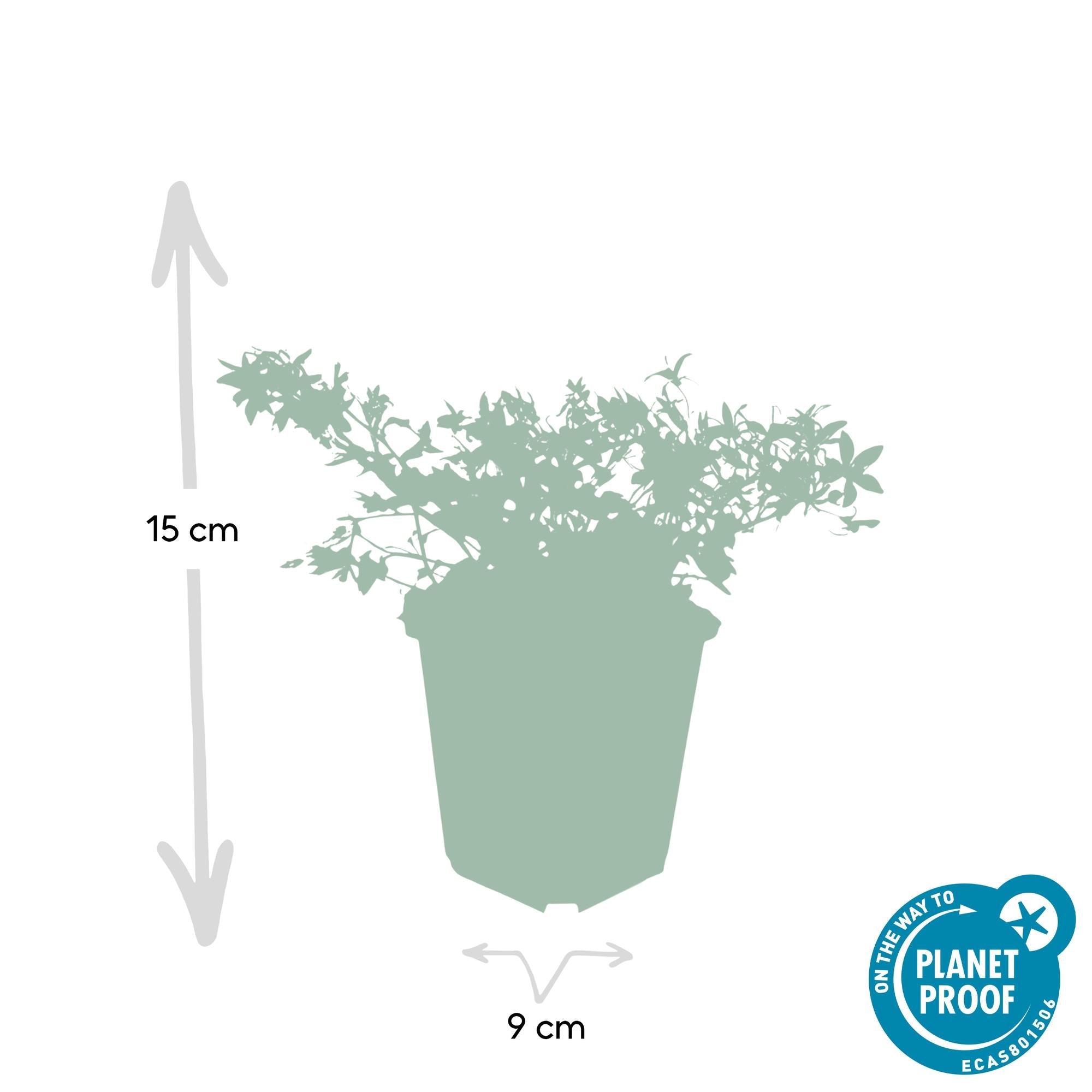 green-guardia-unsere-pflanzen-glockenblume-stella-9-cm-topf image 2
