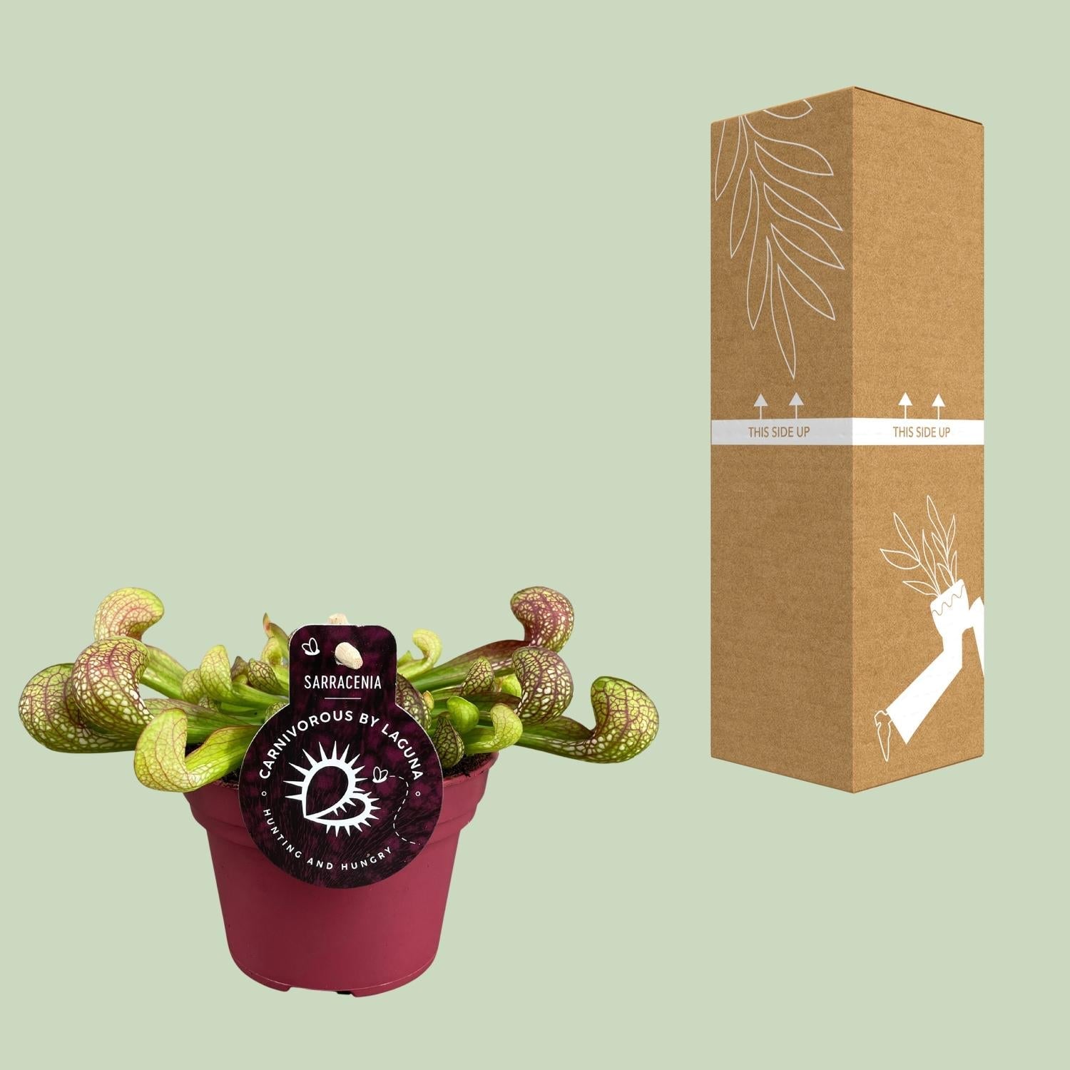 green-guardia-sarracenia-psittacina-schlauchpflanze-12cm-fleischfressend image 3