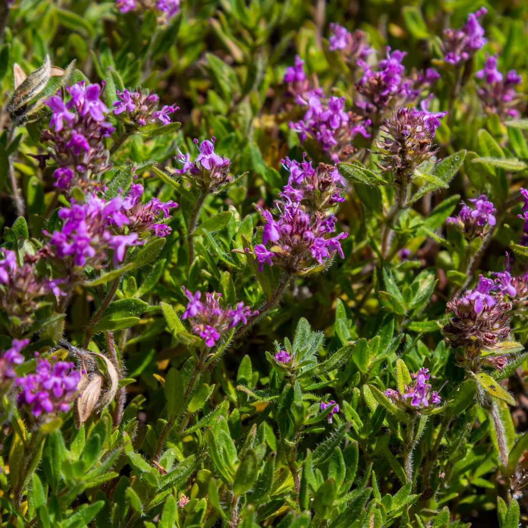 green-guardia-unsere-pflanzen-sand-thymian-thymianpflanze-6x-9-cm-topf image 2
