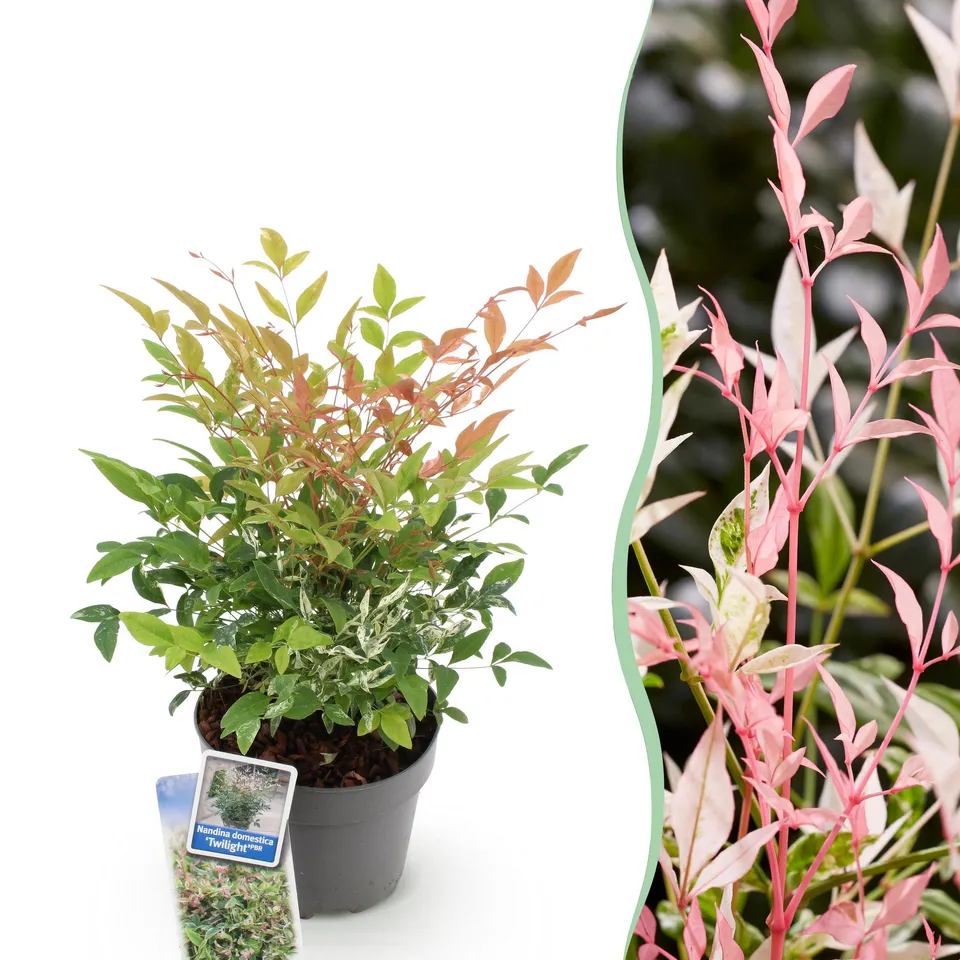 green-guardia-unsere-pflanzen-nandina-twilight-zierstrauch-17-cm-topf image 1