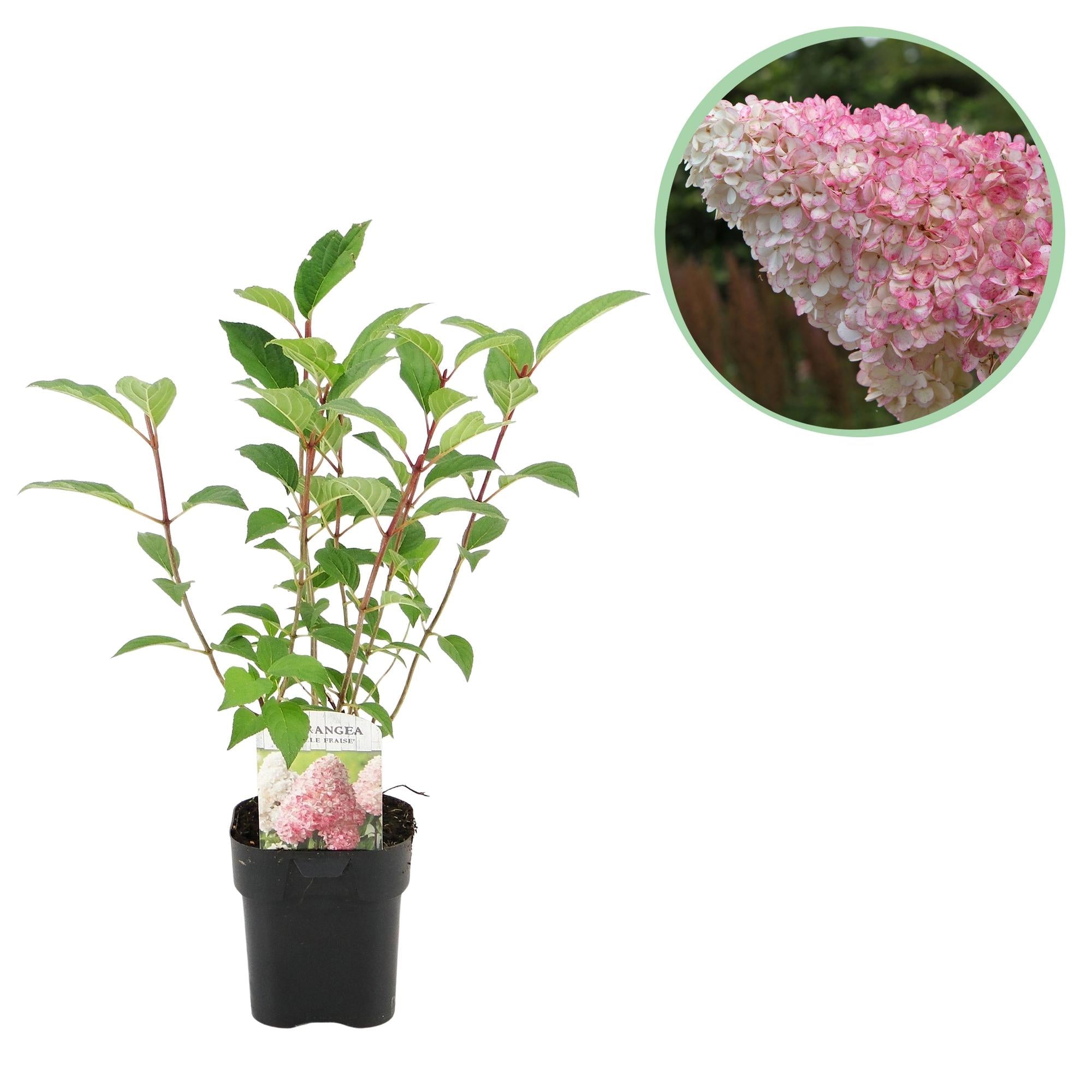 green-guardia-vanille-fraise-rispenhortensie-1-pflanze-50-cm image 1