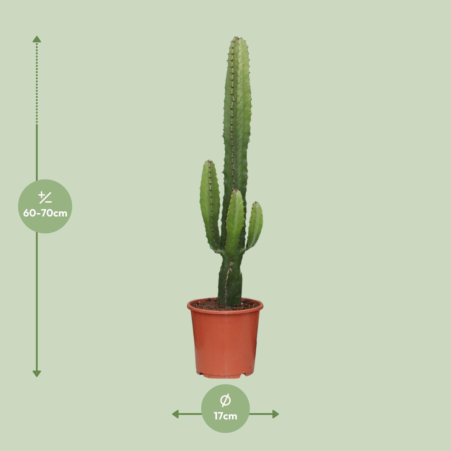 green-guardia-euphorbia-acrurensis-w-stenkerze-50-cm-sukkulente image 3