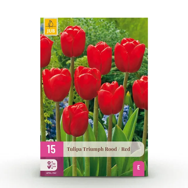 green-guardia-triumph-red-tulpe-blumenzwiebel-15-st-ck-rot image 1