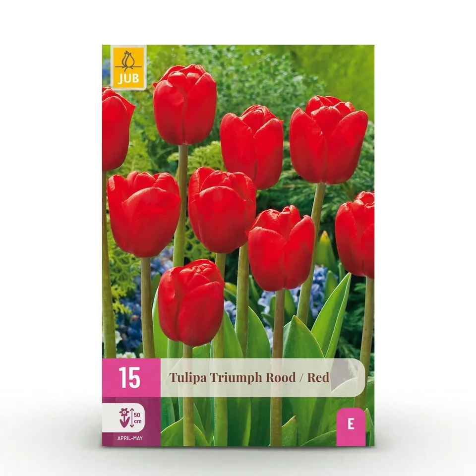 green-guardia-triumph-red-tulpe-blumenzwiebel-15-st-ck-rot image 1