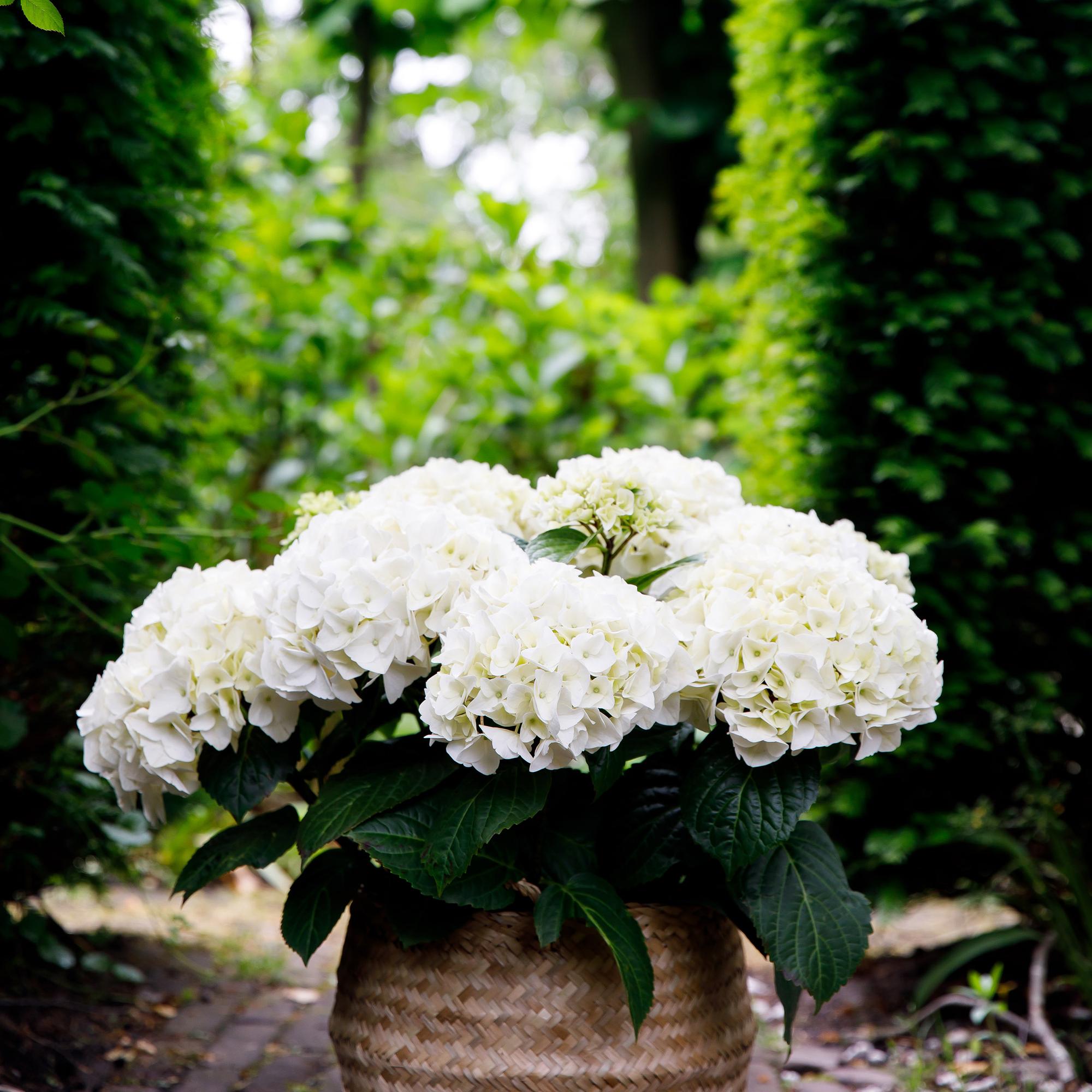 green-guardia-unsere-pflanzen-forever-ever-hortensie-wei-1x-pflanze image 4