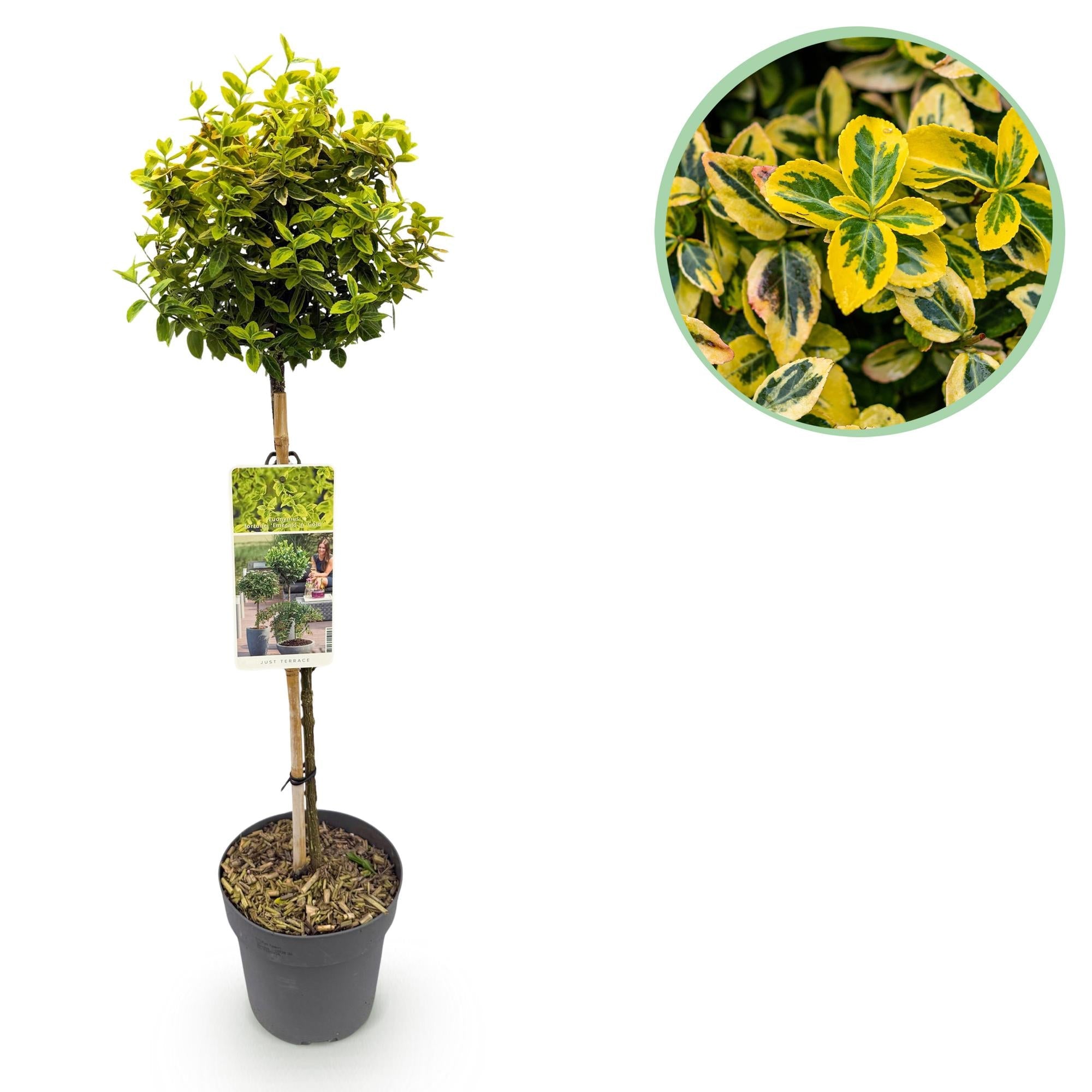 green-guardia-unsere-pflanzen-euonymus-emerald-n-gold-st-mmchen image 1
