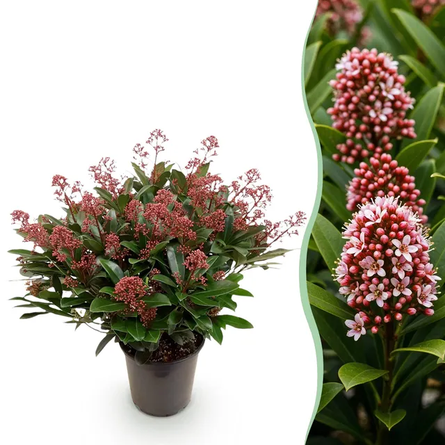 green-guardia-rubella-skimmia-japonica-1x-pflanze-rotbl-hend image 1