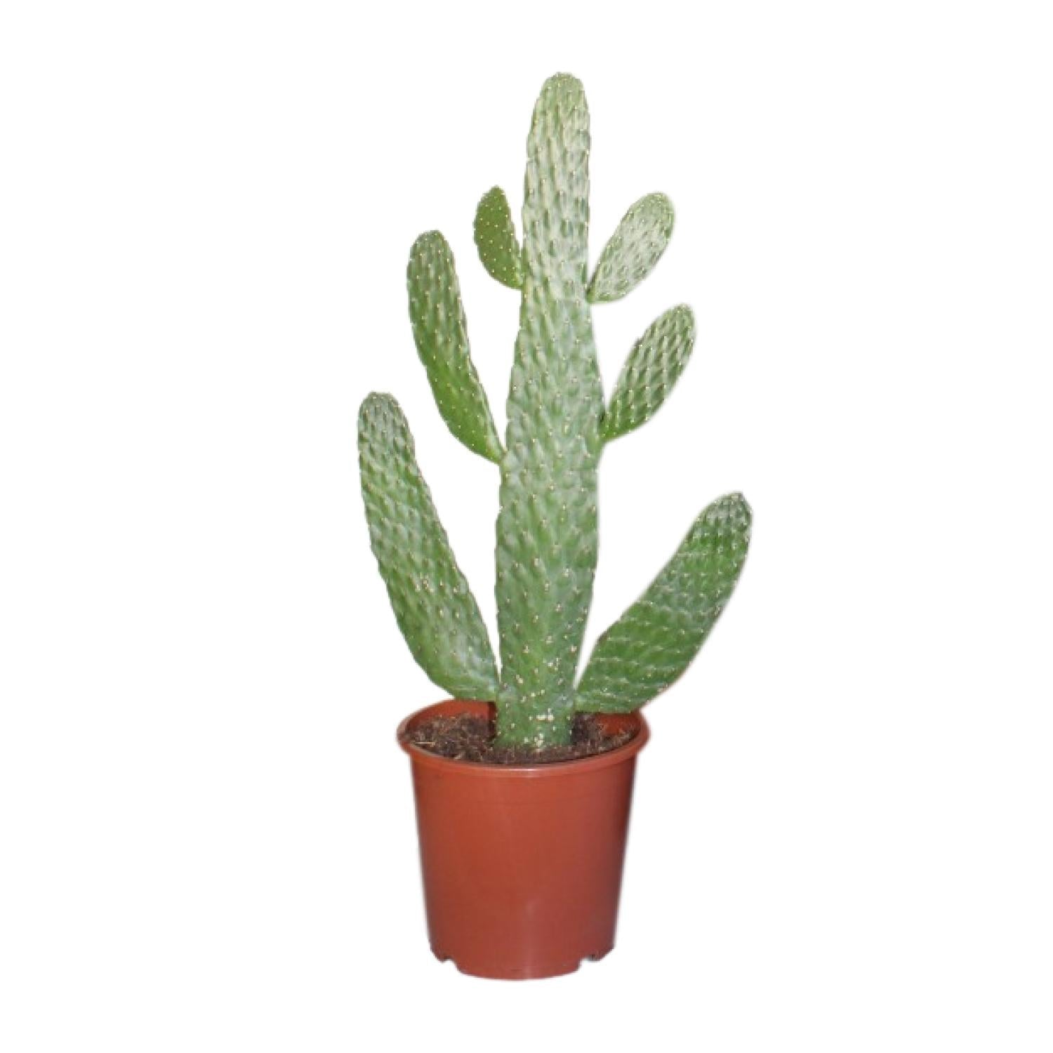 green-guardia-consolea-opuntia-feigenkaktus-17cm-topf-55cm image 1