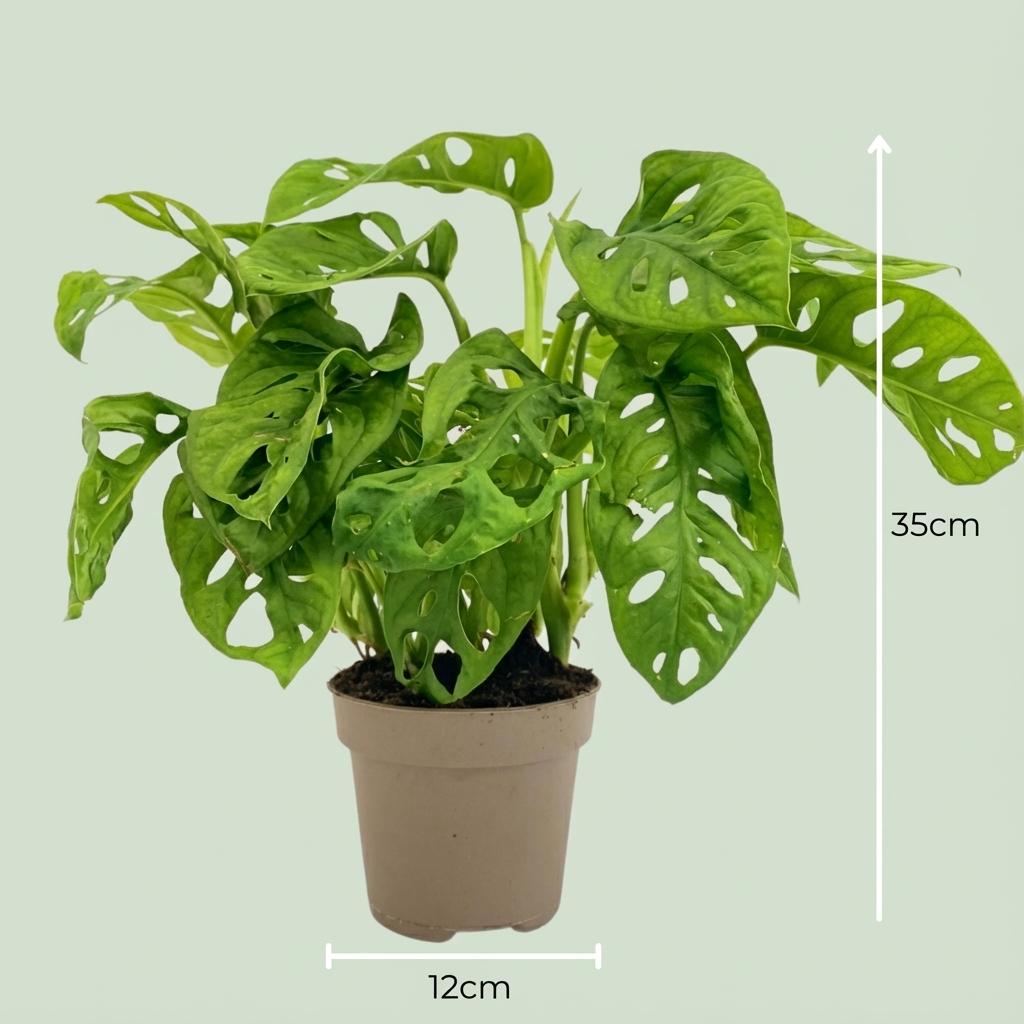 green-guardia-monstera-monkey-mask-12cm-topf-h-ngepflanze image 3