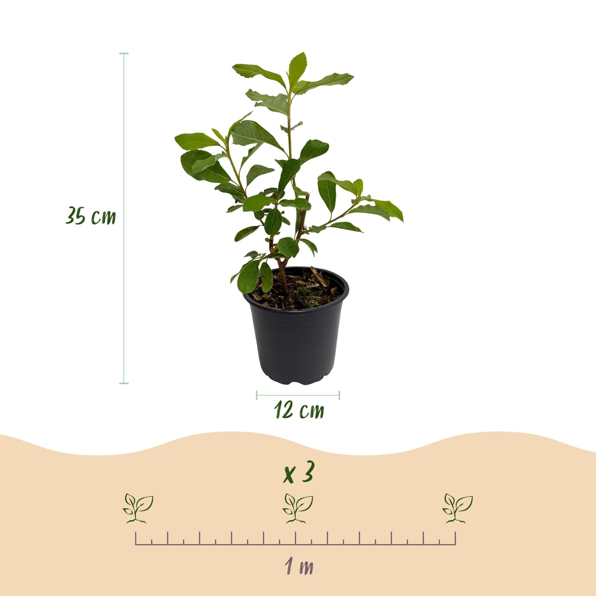 green-guardia-cornus-florida-zierstrauch-12cm-topf-wei-rosa image 2