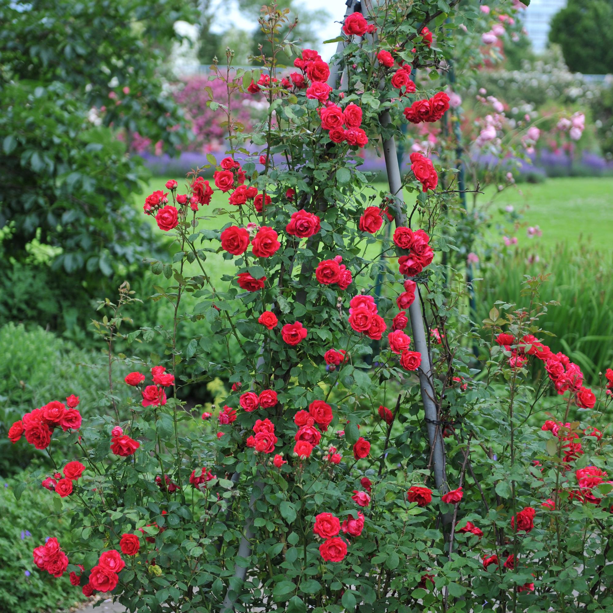 green-guardia-paul-scarlet-climber-kletterrose-2-pflanzen-40-cm image 5