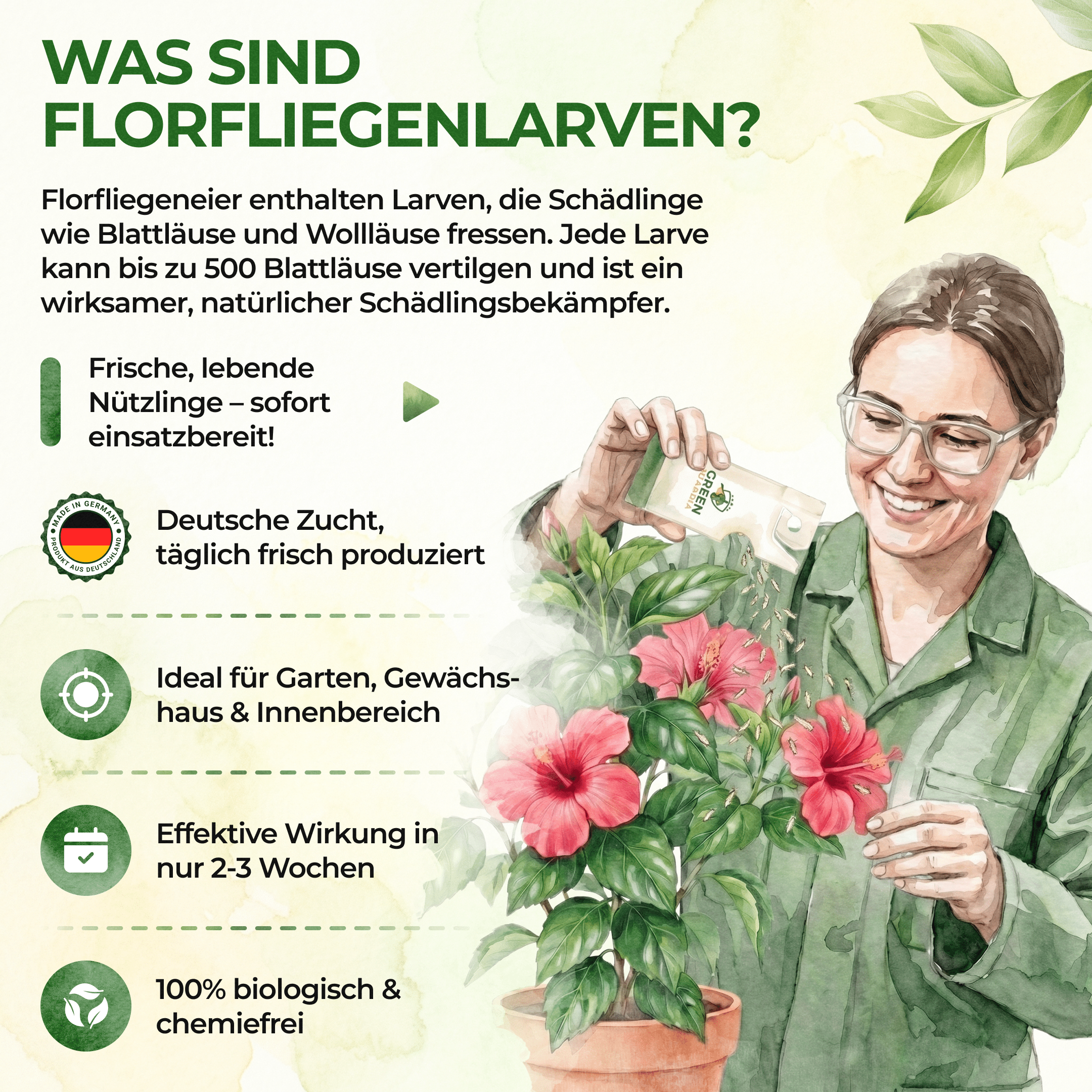 green-guardia-florfliegenlarven-und-eier-n-tzlinge-1-t-te-gegen-blattl-use image 5