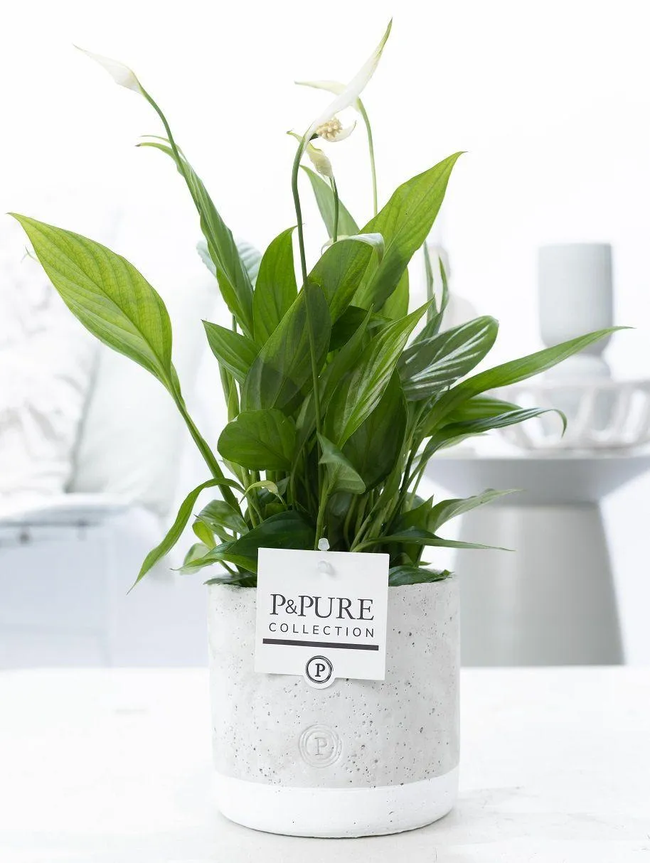 green-guardia-spathiphyllum-jade-einblatt-35-cm-keramiktopf image 1