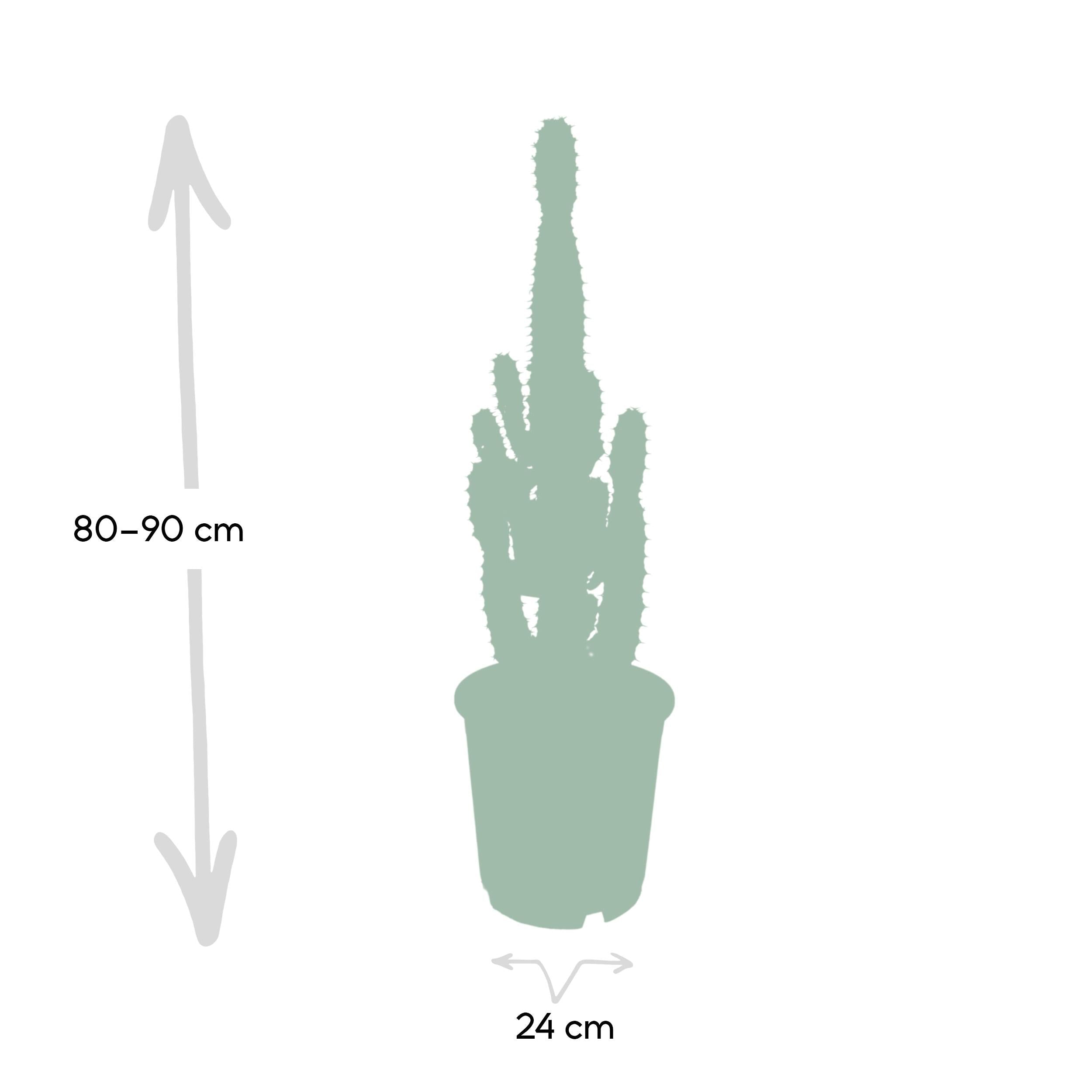 green-guardia-euphorbia-acrurensis-w-stenkerze-50-cm-sukkulente image 4