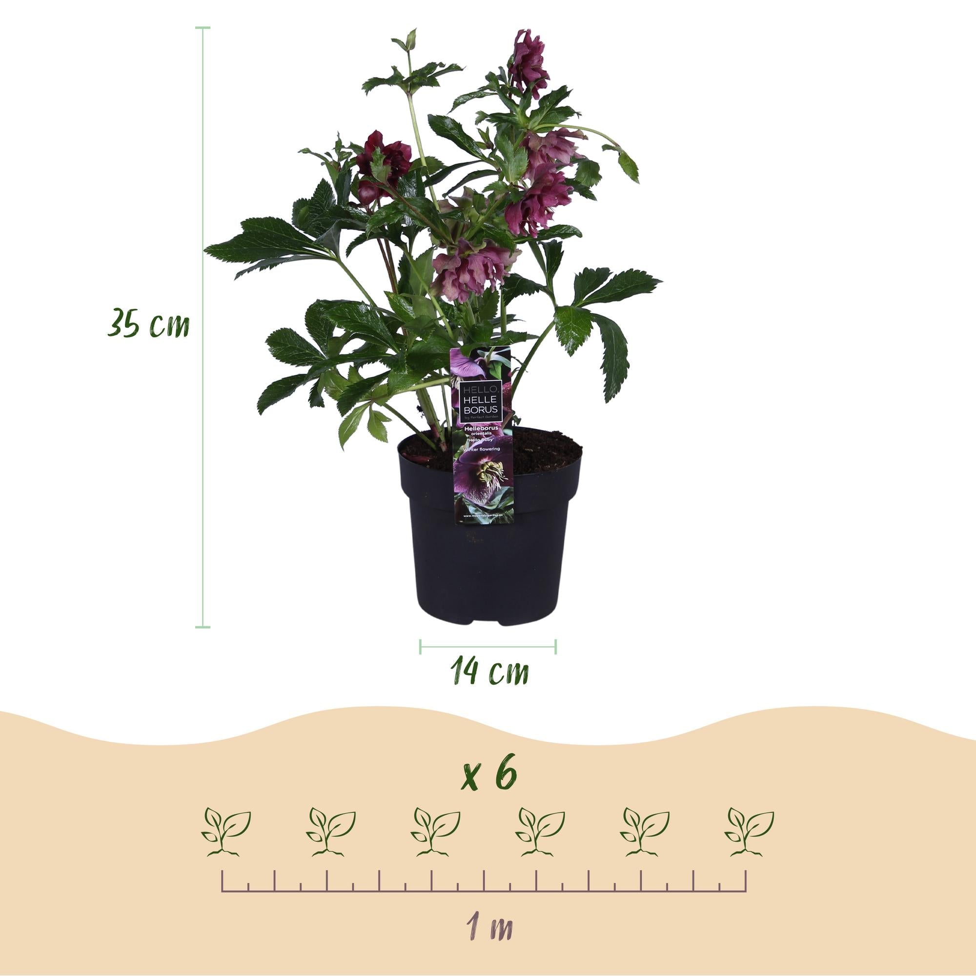 green-guardia-unsere-pflanzen-helleborus-double-ellen-red-christrose-rot-1-pflan image 2