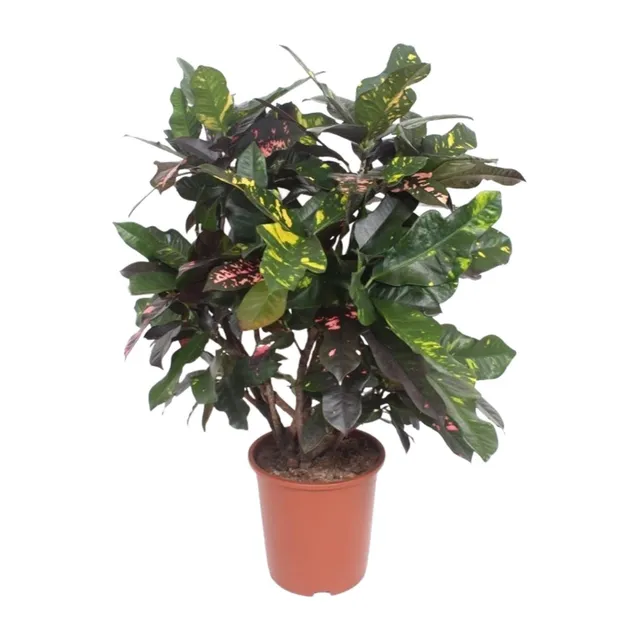 green-guardia-codiaeum-magnificent-croton-27cm-topf-110cm image 1