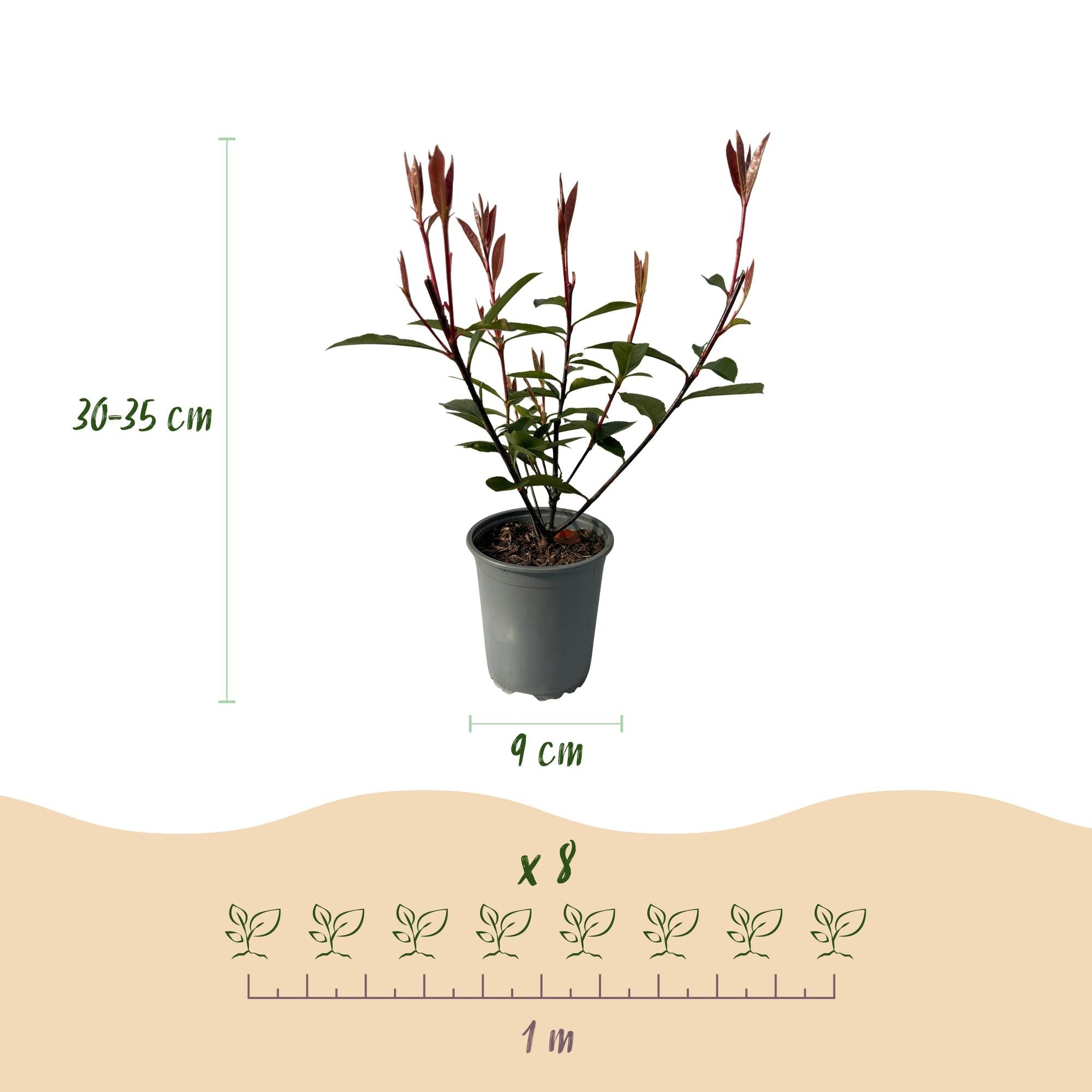 green-guardia-carr-rouge-glanzmispel-hecke-8x-30-35-cm image 2