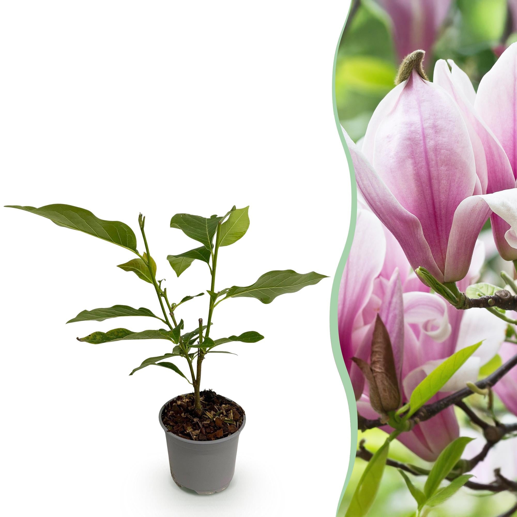 green-guardia-magnolia-george-henry-kern-pflanze-rosa-12cm-topf image 1