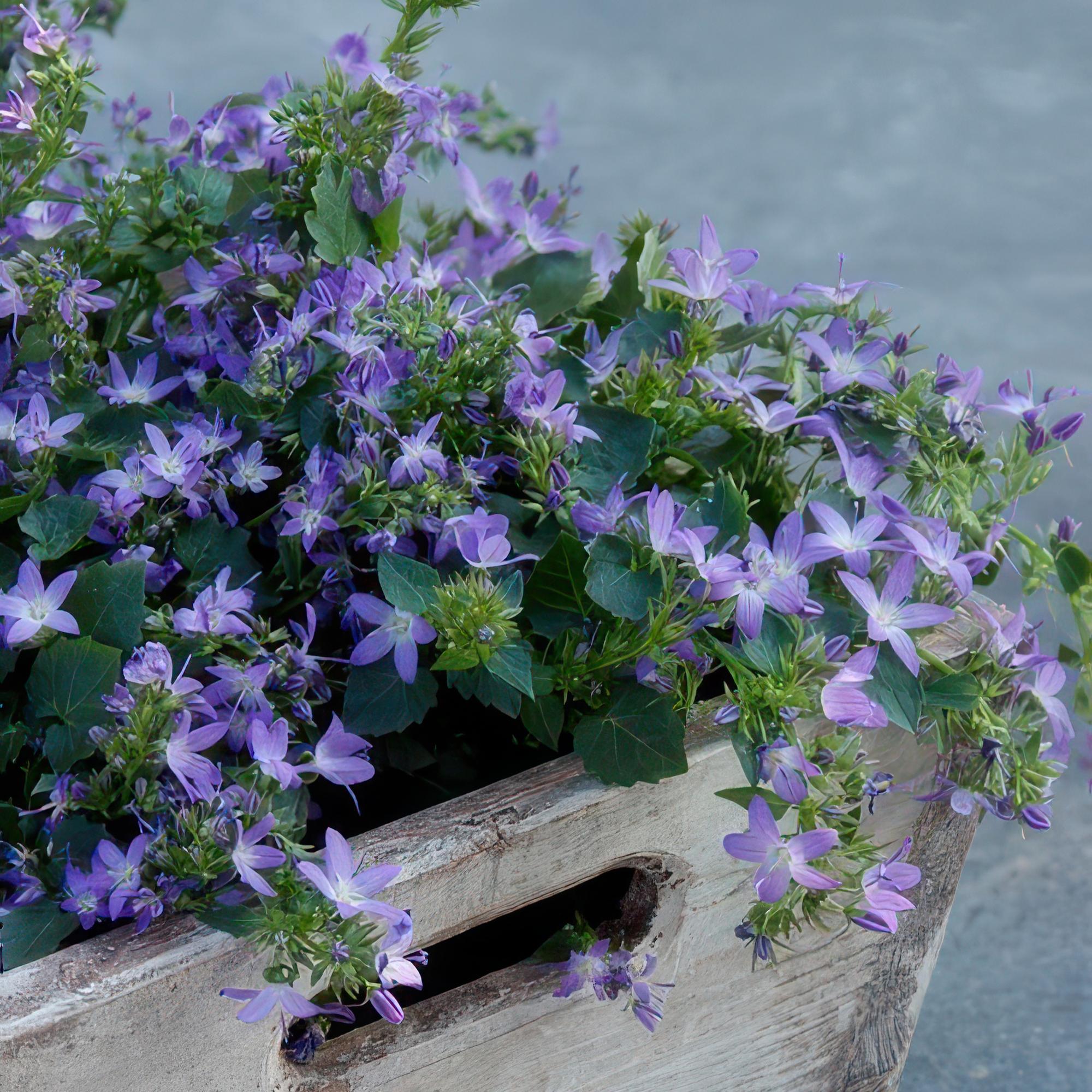 green-guardia-unsere-pflanzen-glockenblume-stella-9-cm-topf image 4