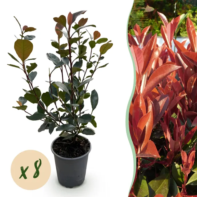 green-guardia-photinia-little-red-robin-glanzmispel-8-pflanzen-rot image 1