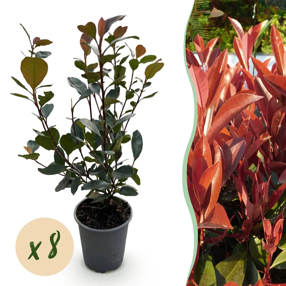 green-guardia-photinia-little-red-robin-glanzmispel-8-pflanzen-rot image 1
