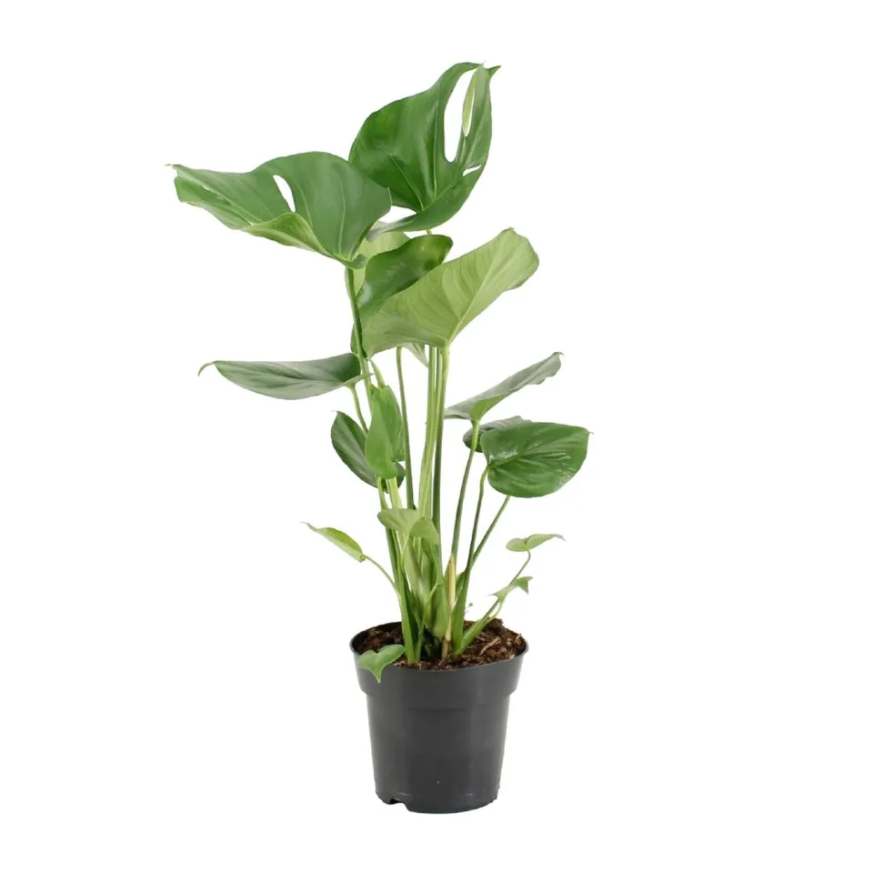 green-guardia-monstera-deliciosa-fensterblatt-60-105-cm image 1