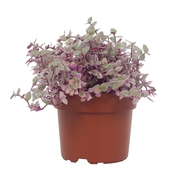 green-guardia-unsere-pflanzen-callisia-repens-rosato-zimmerpflanze-12cm-rosa image 1