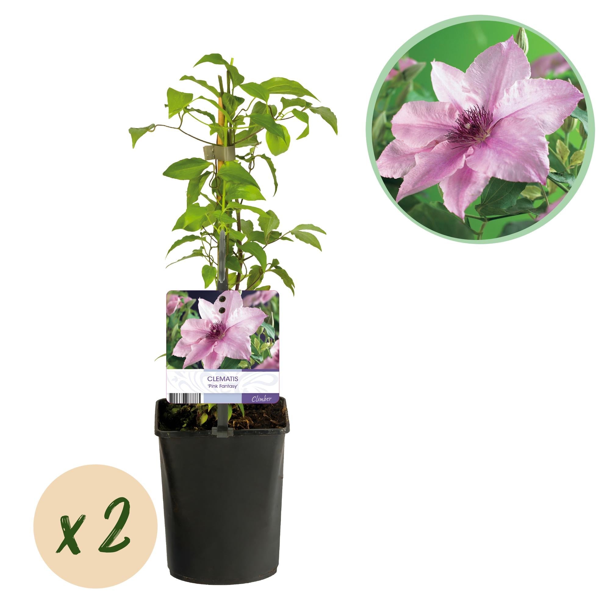 green-guardia-unsere-pflanzen-clematis-pink-fantasy-kletterpflanze-2-pfl-rosa image 1