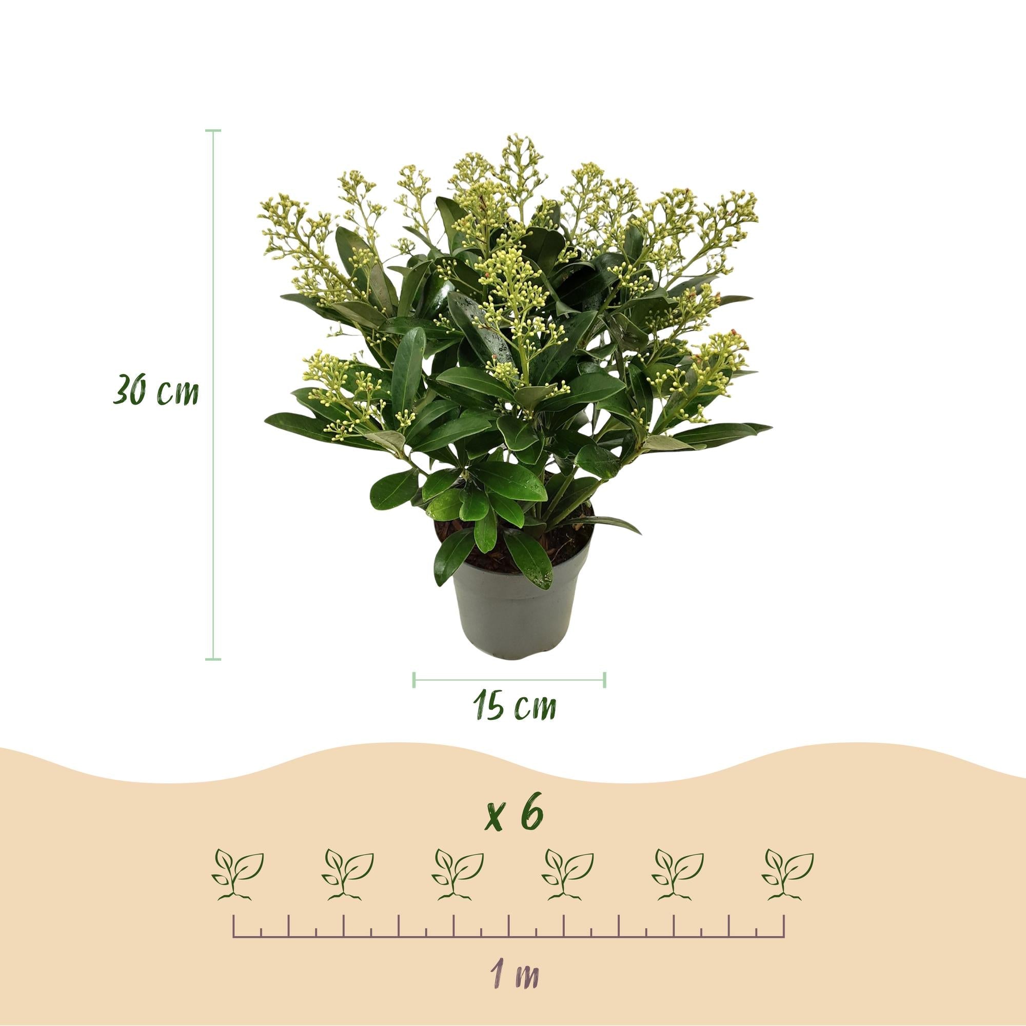 green-guardia-pflanzen-skimmia-japonica-finchy-1x-10-5cm-wei image 3