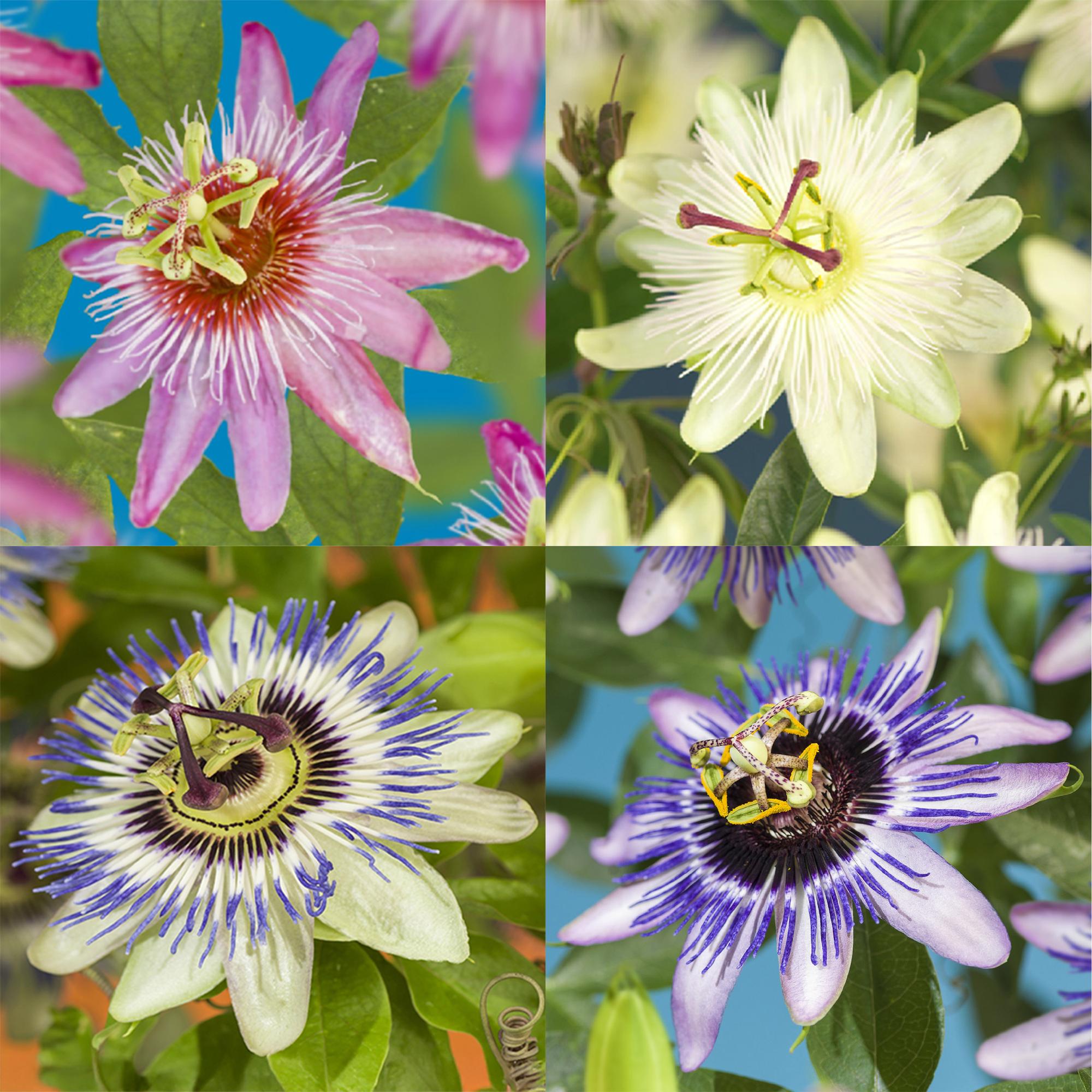 green-guardia-passiflora-rainbow-passionsblume-4er-rosa-40cm image 3