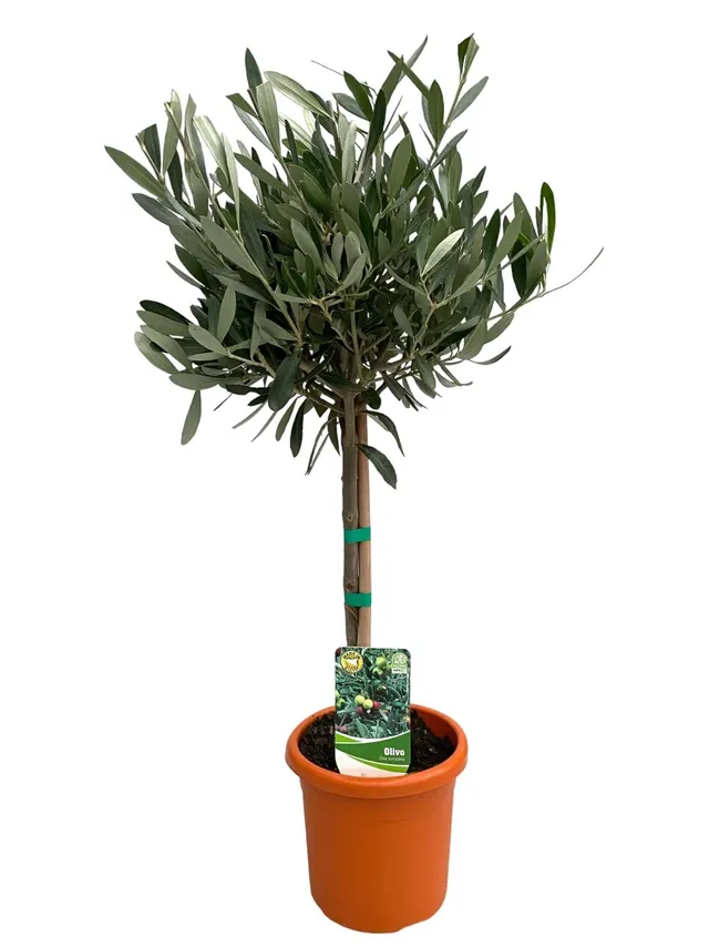 green-guardia-unsere-pflanzen-olea-europaea-olivenbaum-60cm-hochstamm image 1