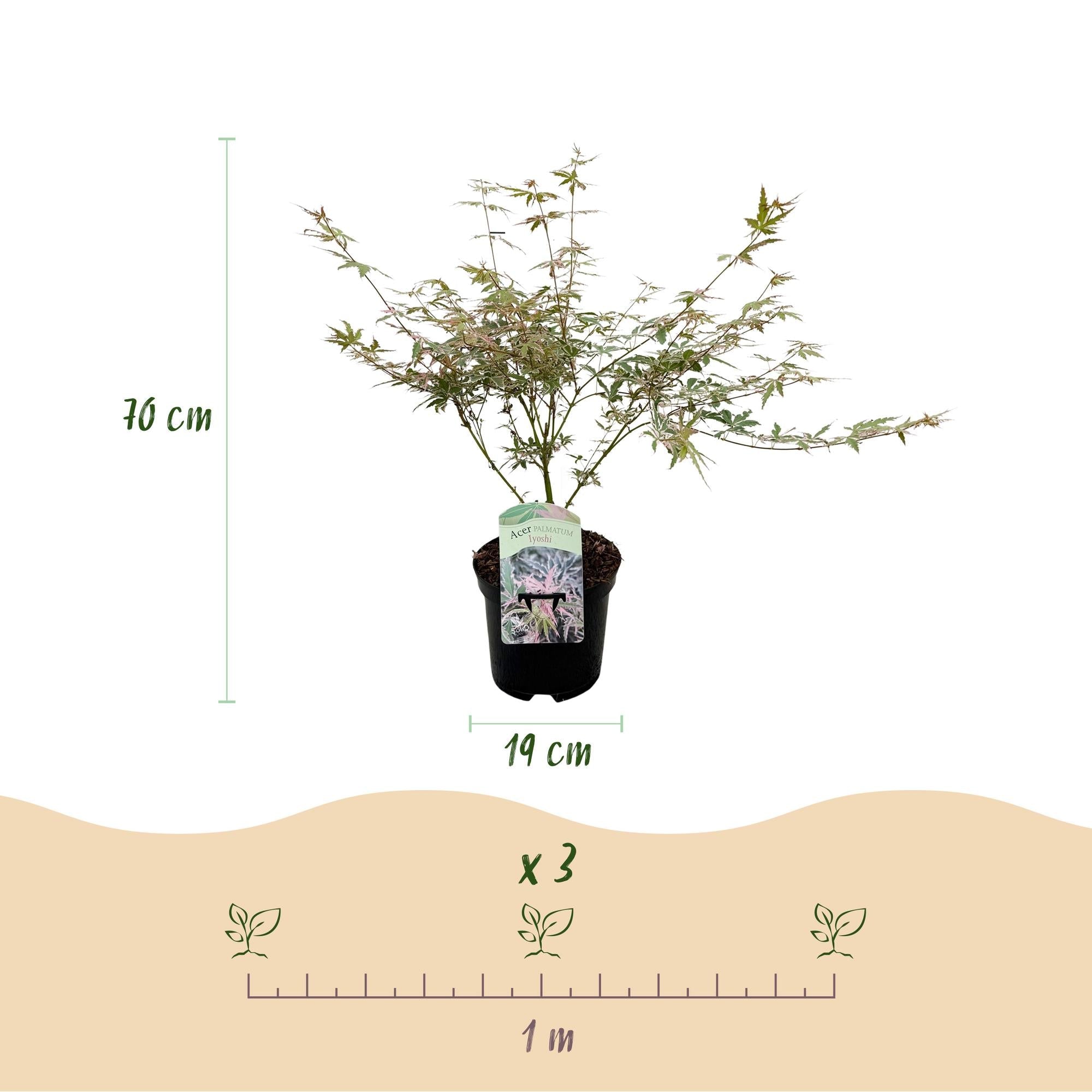 green-guardia-unsere-pflanzen-acer-palmatum-iyoshi-ahorn-70cm image 2