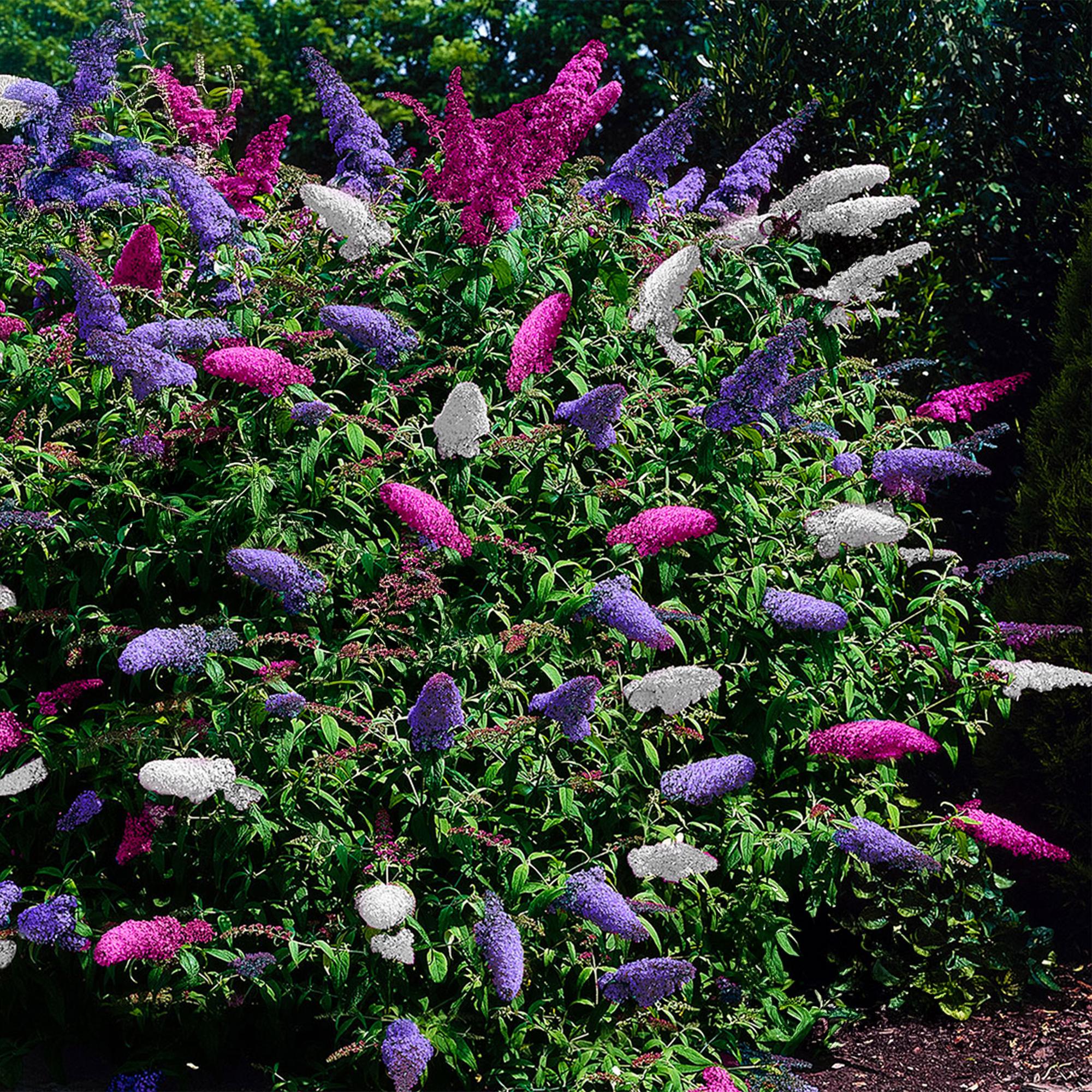 green-guardia-unsere-pflanzen-buddleja-tricolour-strauch-17cm-topf image 4