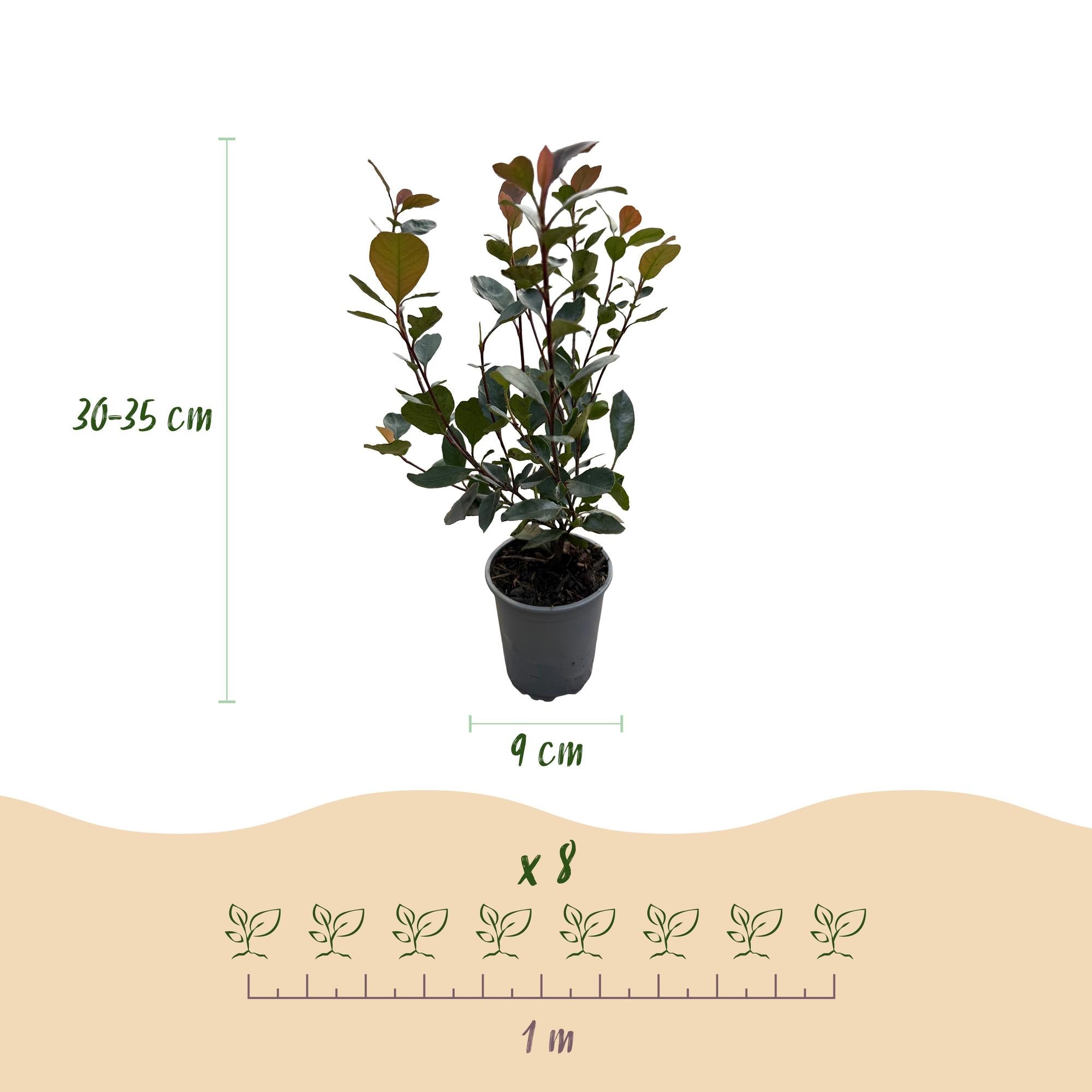 green-guardia-photinia-little-red-robin-glanzmispel-8-pflanzen-rot image 2