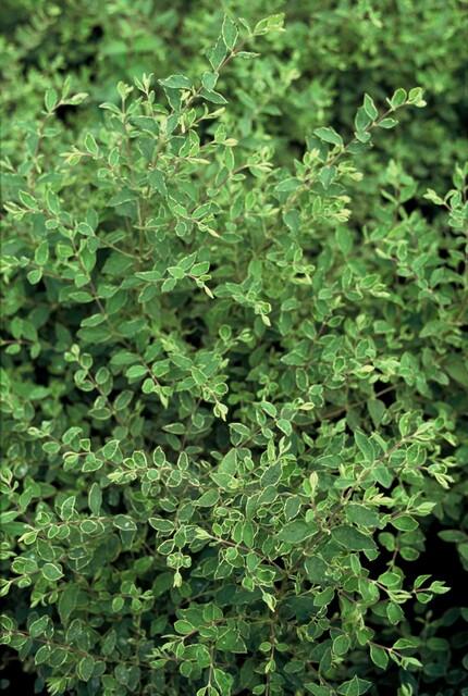 green-guardia-hancock-symphoricarpos-bodendecker-9cm-topf image 5