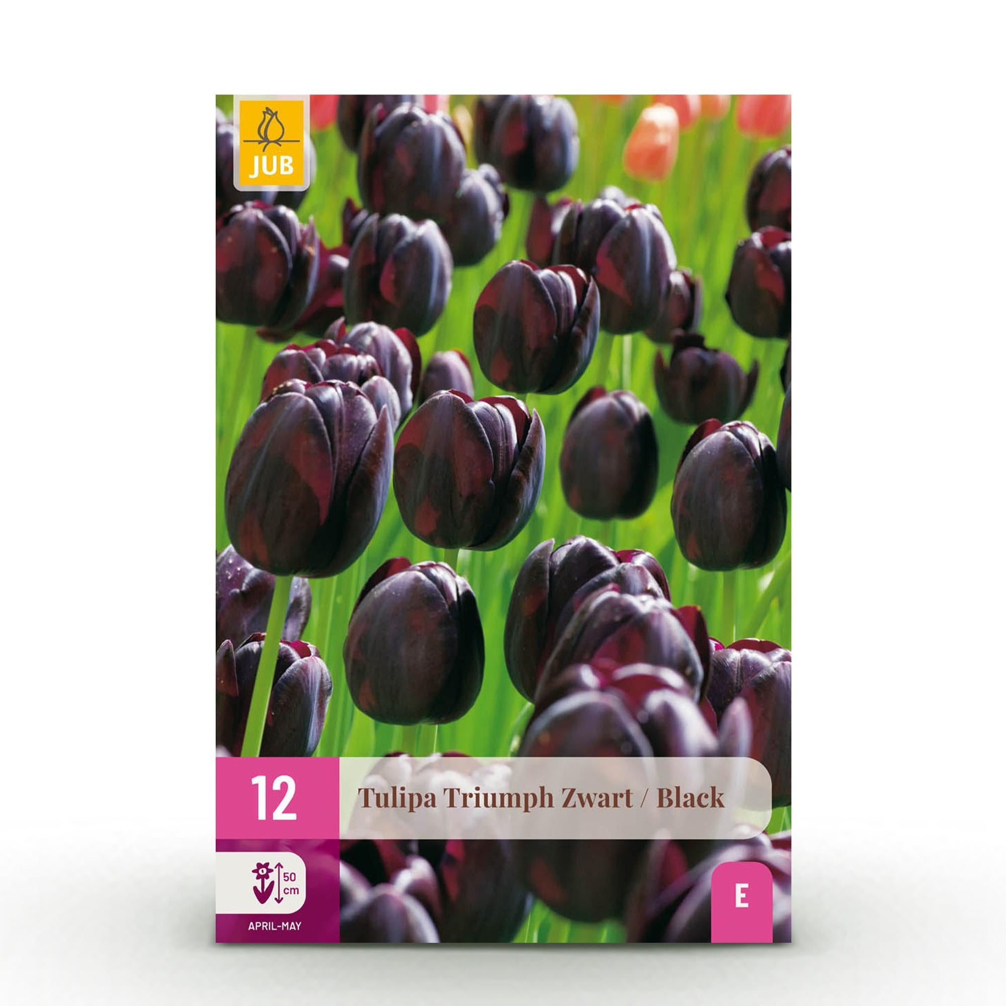 green-guardia-triumph-black-tulpe-blumenzwiebeln-12-st-ck image 1