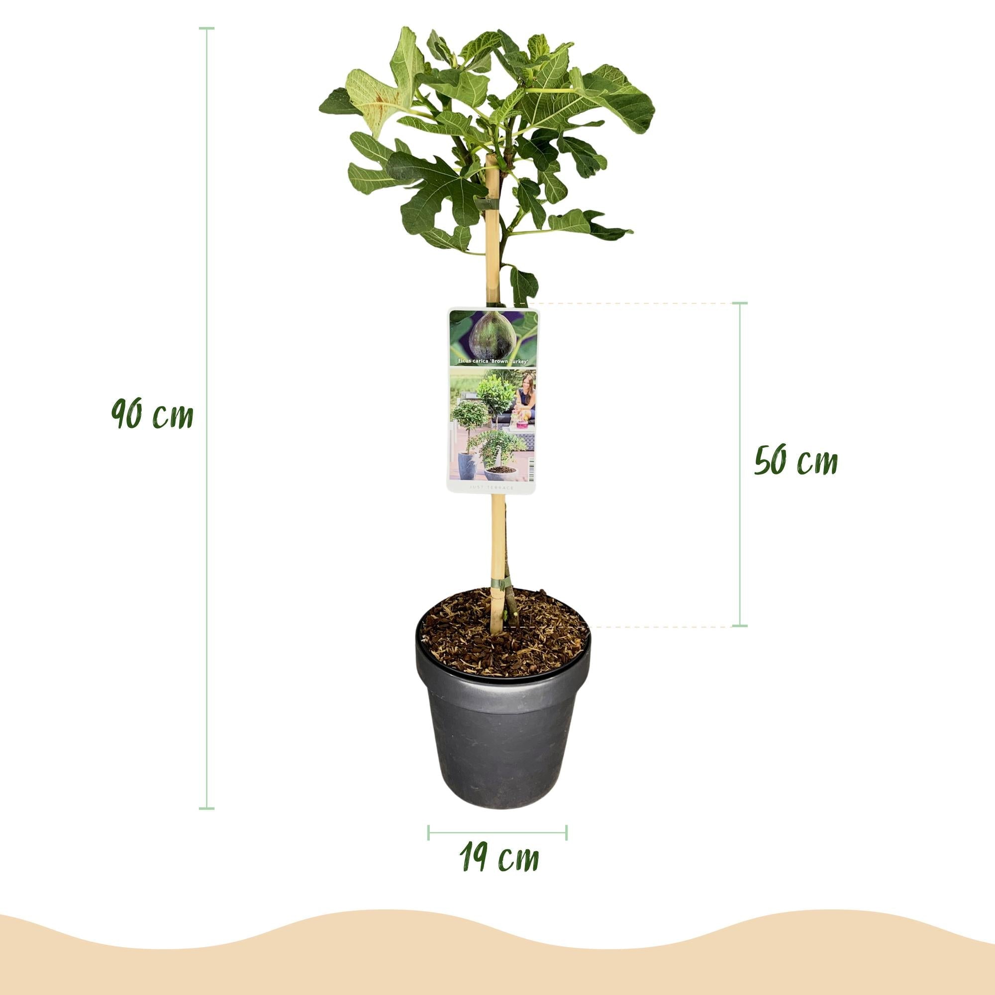green-guardia-unsere-pflanzen-feigenbaum-brown-turkey-90cm image 3