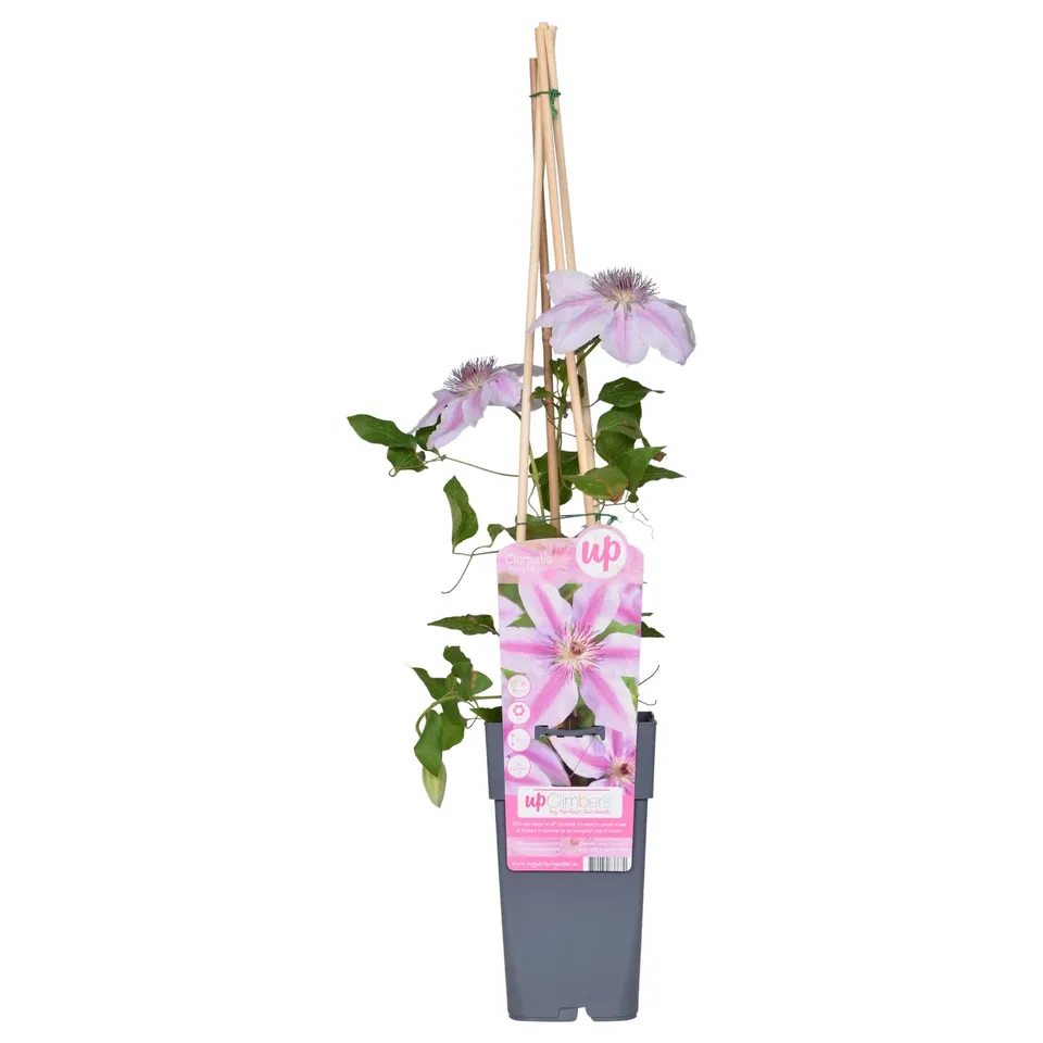green-guardia-nelly-moser-clematis-kletterpflanze-1-pflanze-hellrosa image 1
