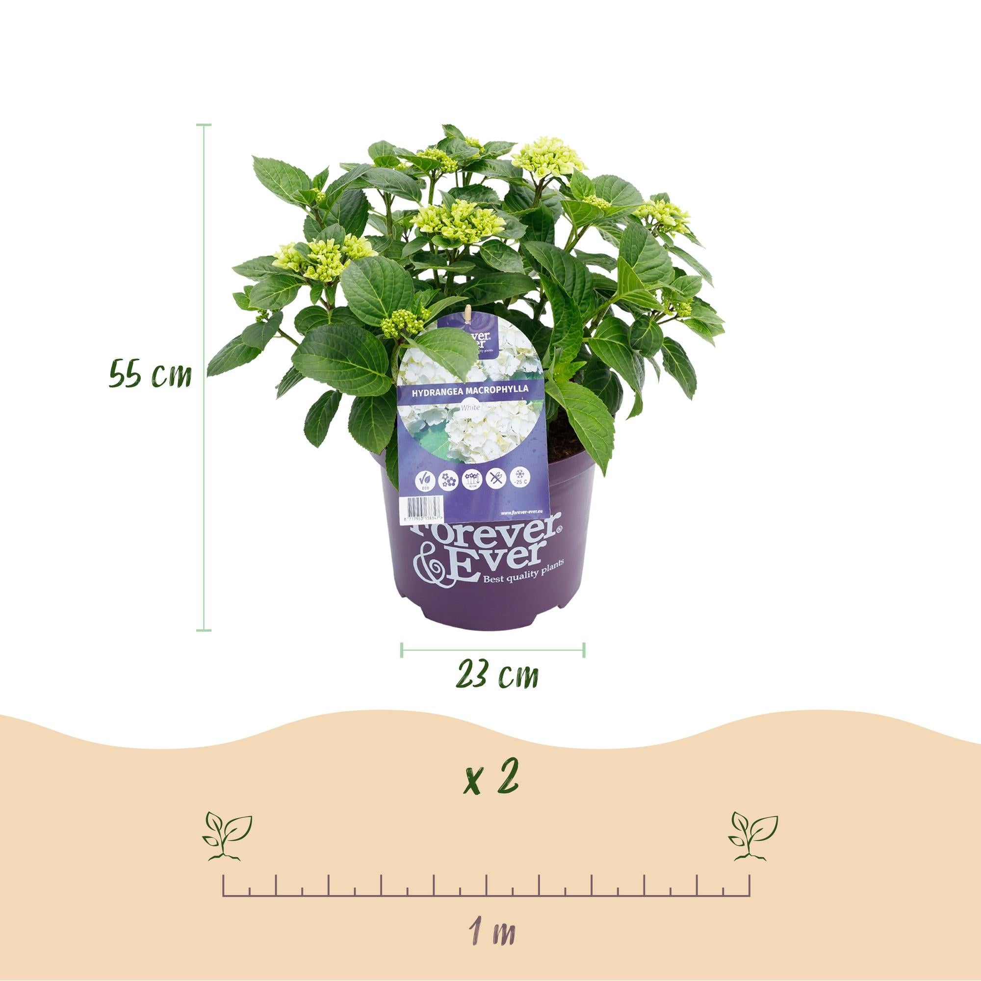 green-guardia-unsere-pflanzen-forever-ever-hortensie-wei-1x-pflanze image 2