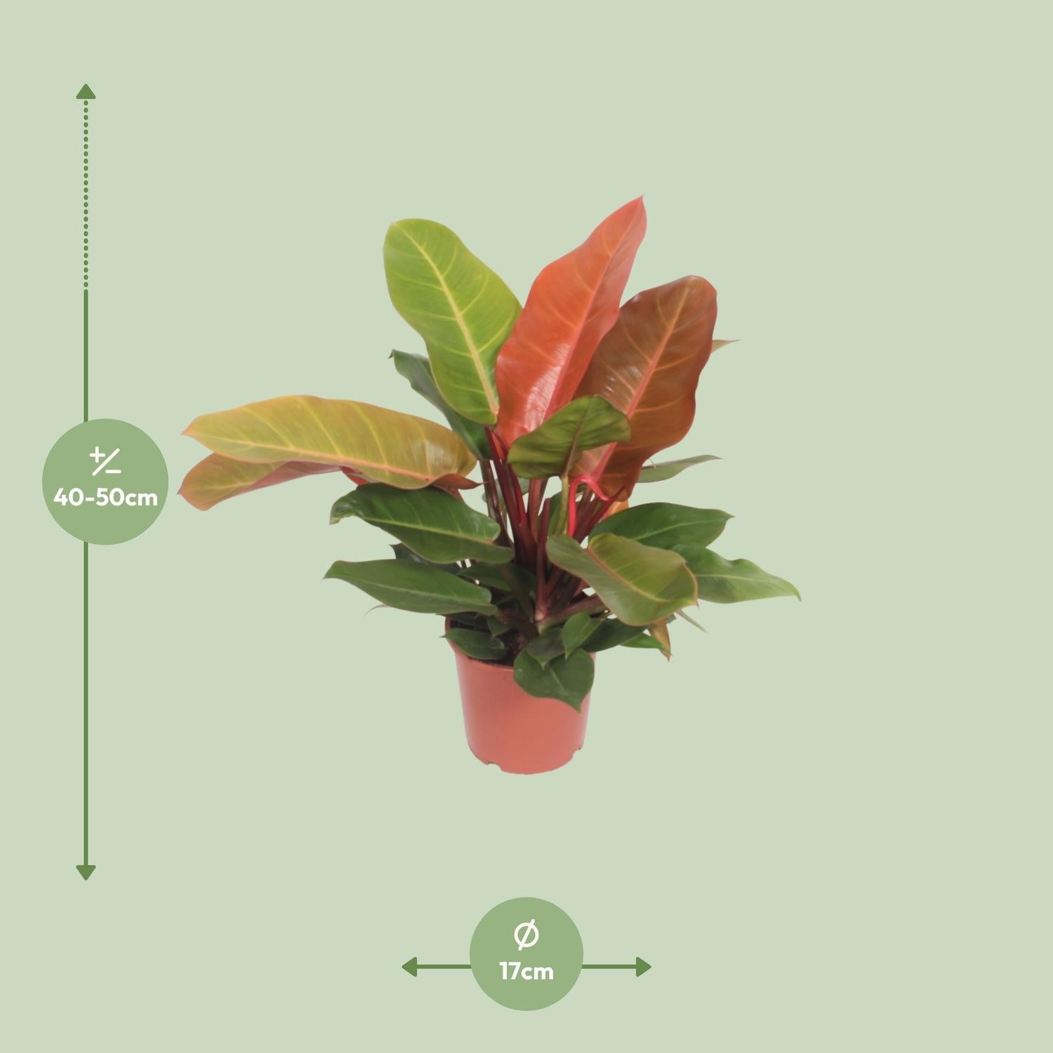 green-guardia-philodendron-prince-of-orange-60-cm-19-cm image 2
