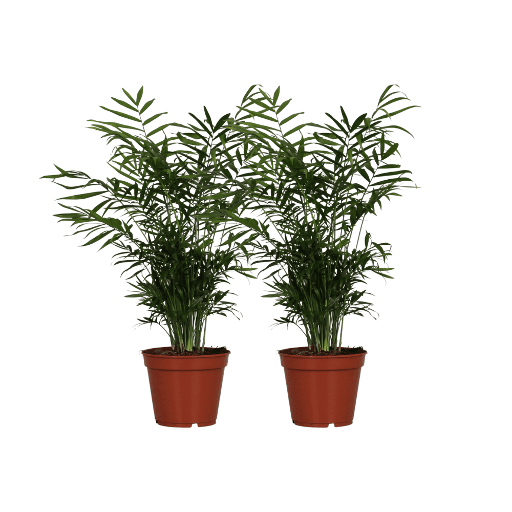 green-guardia-unsere-pflanzen-chamaedorea-bergpalme-17cm-55cm-2x image 1