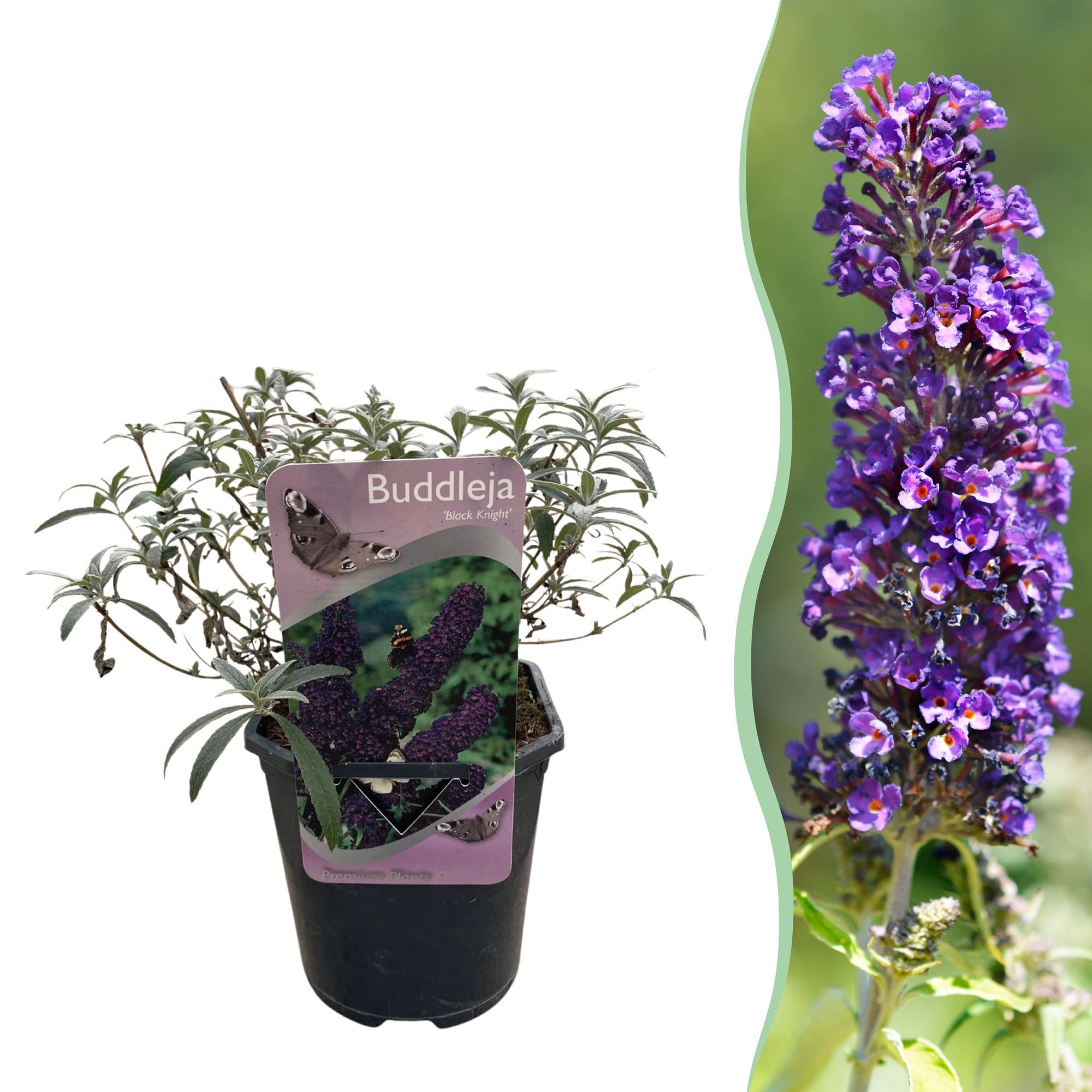 green-guardia-buddleja-purple-emperor-schmetterlingsstrauch-17-cm-topf image 1