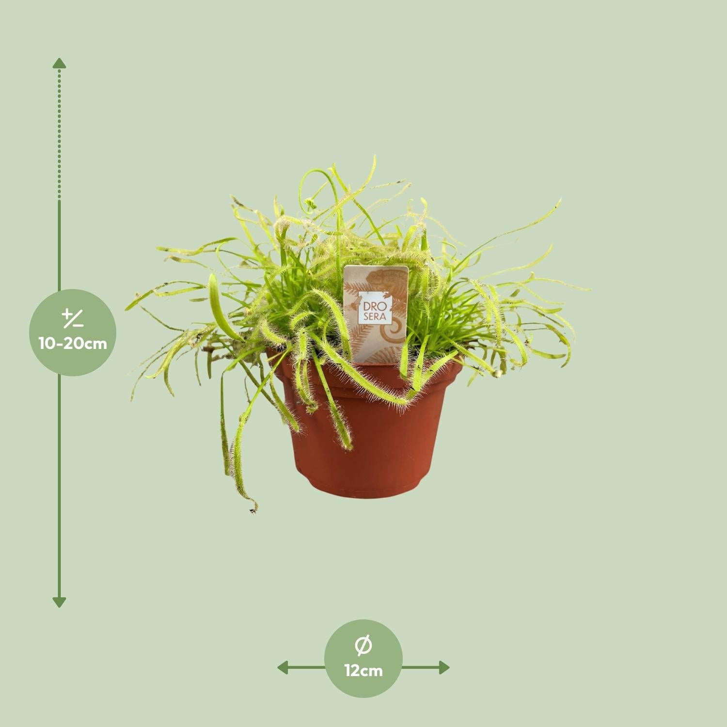 green-guardia-unsere-pflanzen-drosera-capensis-sonnentau-pflanze-12-cm-topf image 2