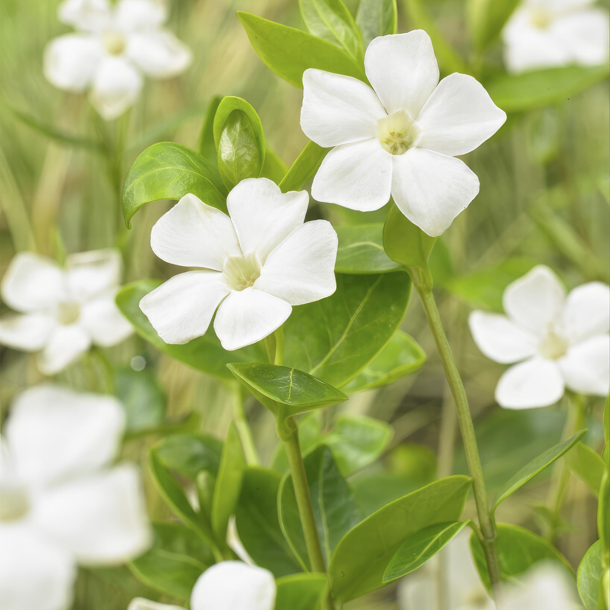 green-guardia-vinca-minor-alba-immergr-n-9-cm-12-pflanzen image 4
