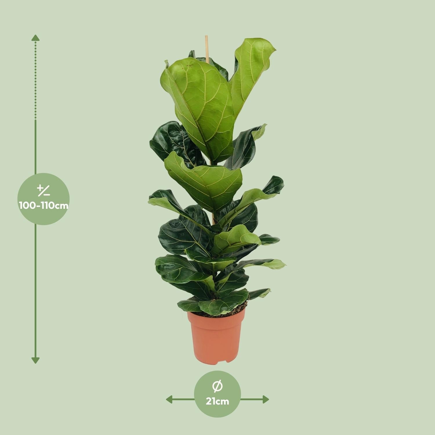 green-guardia-ficus-lyrata-geigenfeige-12cm-30cm image 8