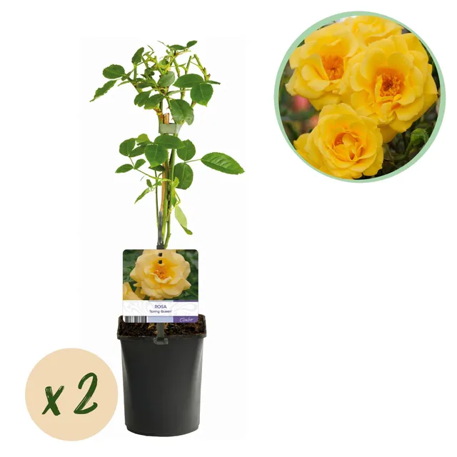 green-guardia-unsere-pflanzen-spring-queen-kletterrose-gelb-2-pflanzen image 1