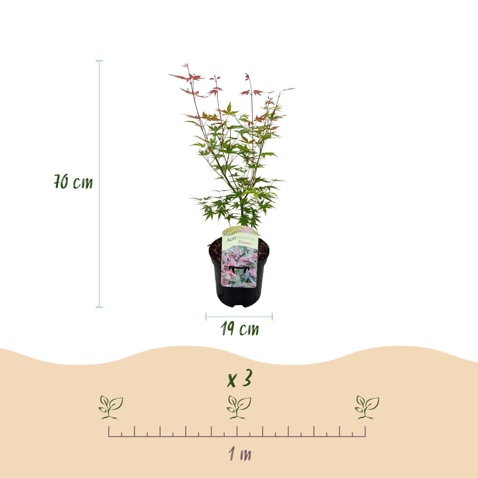 green-guardia-unsere-pflanzen-acer-phoenix-ahorn-19cm-topf-70cm-rot image 2